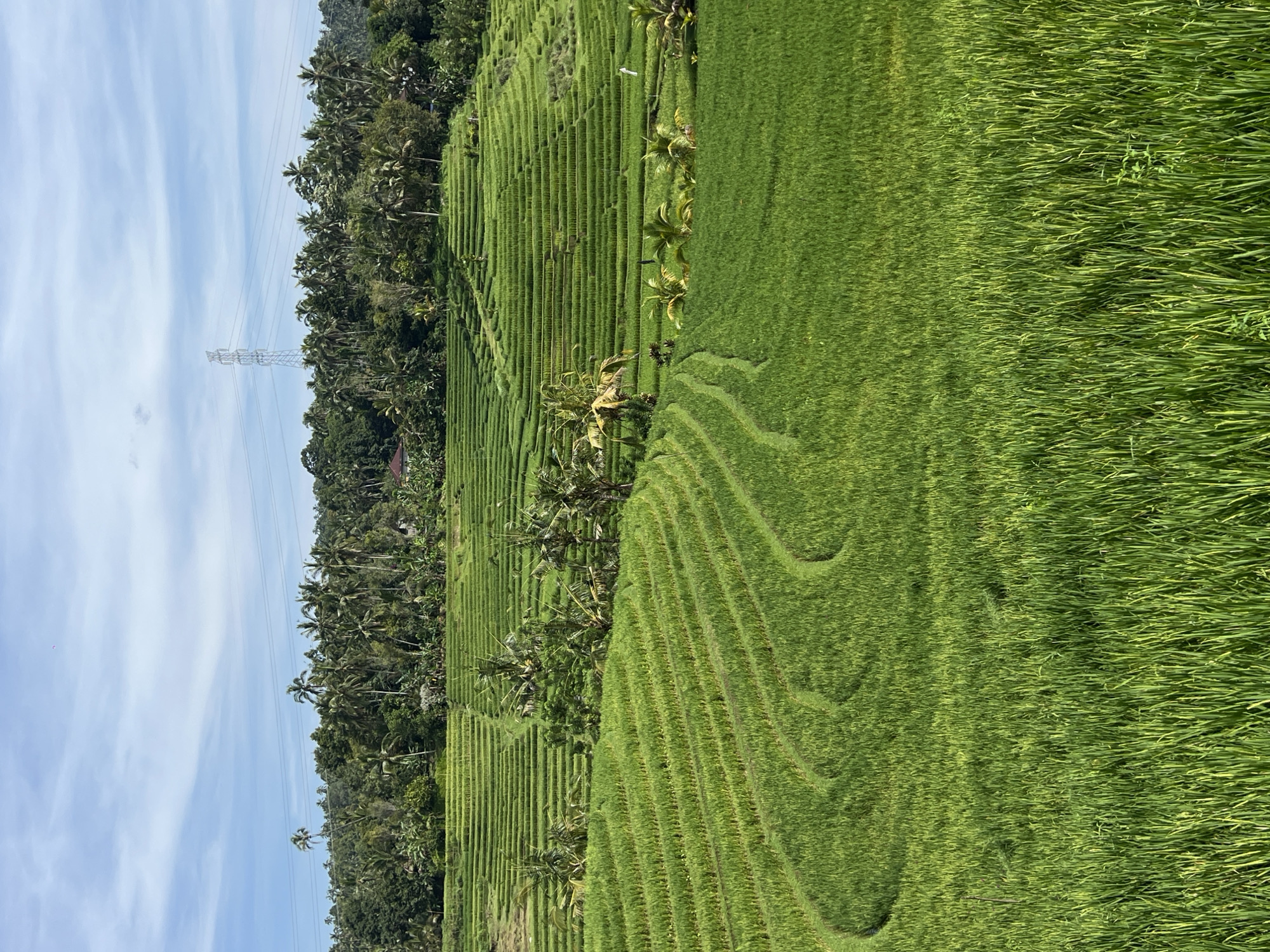 The image depicts a landscape in Pupuan, Indonesia, featuring tiered rice paddies under a partially cloudy sky. The paddies, vibrant green, are arranged in horizontal terraces. Palm trees are interspersed among the paddies. A power transmission tower is visible on the left against the sky. The landscape suggests an agricultural setting.
