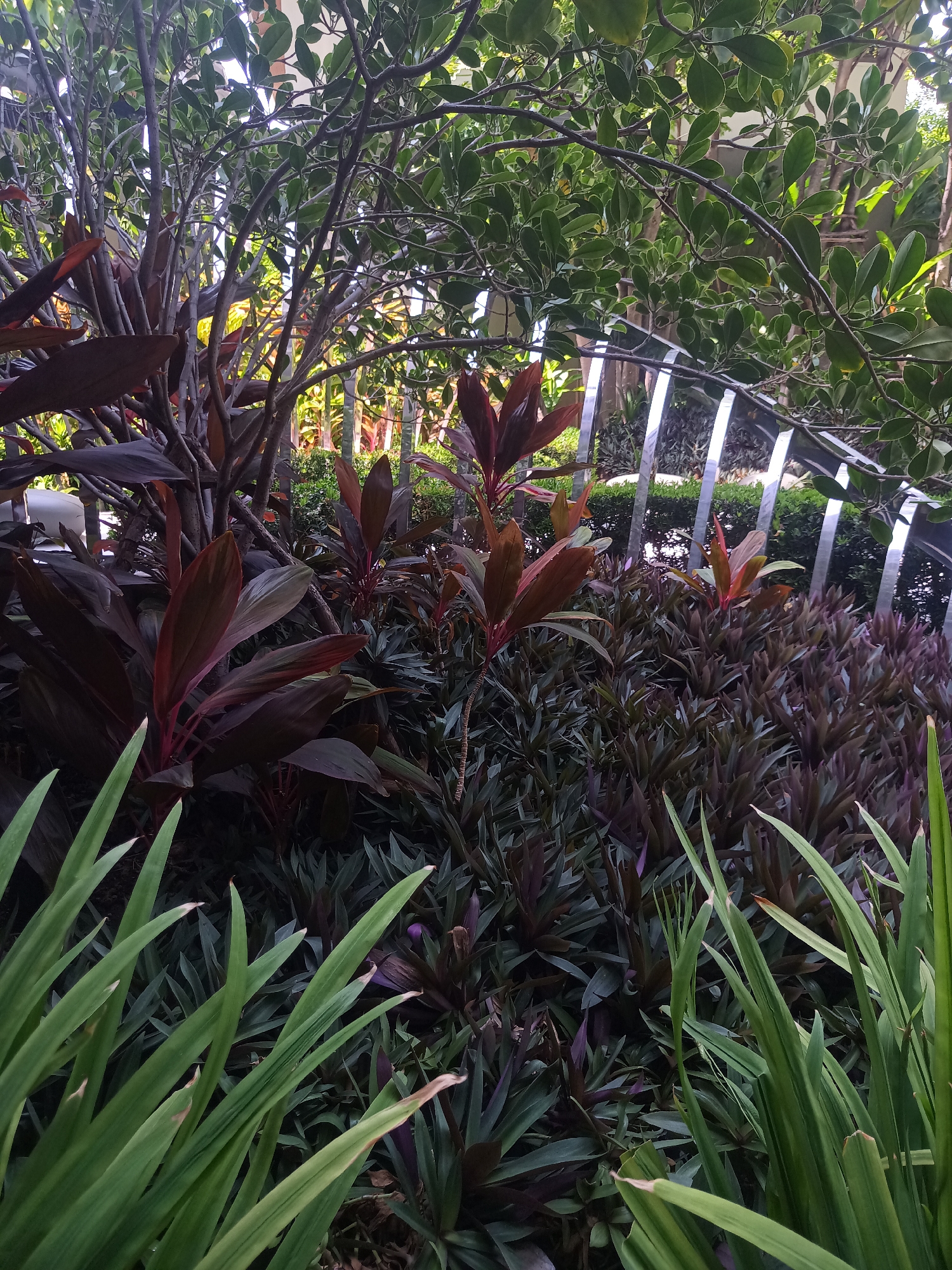 The image depicts a garden scene in Hua Hin City Municipality, Thailand. The foreground features green and purple broadleaf plants. Behind them, reddish-brown Cordyline plants stand out. A curved, shiny silver metal barrier or railing is visible amidst the plants, with trimmed green hedges in the background. Above, there is a canopy of branches and leaves, creating a dappled light effect. The scene suggests a well-maintained, tropical urban garden.