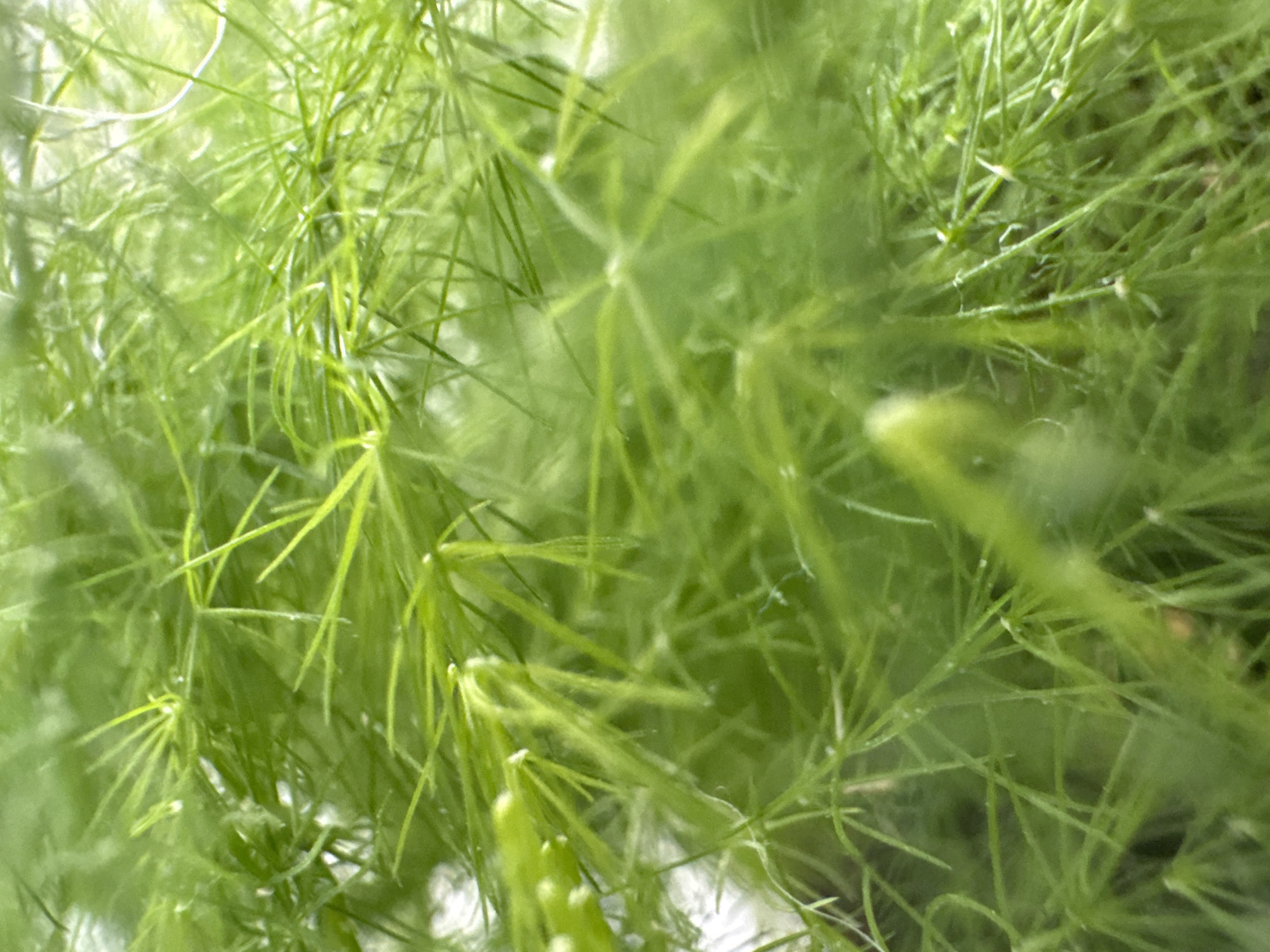 This is a close-up, macro photograph of green, feathery foliage, likely a plant like dill or asparagus fern. The image is out of focus, with a shallow depth of field, creating a soft, ethereal look. The dominant color is vibrant green, with some lighter, almost white highlights suggesting bright lighting. There are no people, objects, or discernable structures visible. The context of this image is unknown, and therefore, it is impossible to ascertain its location within the city of Домодедово, Russia.