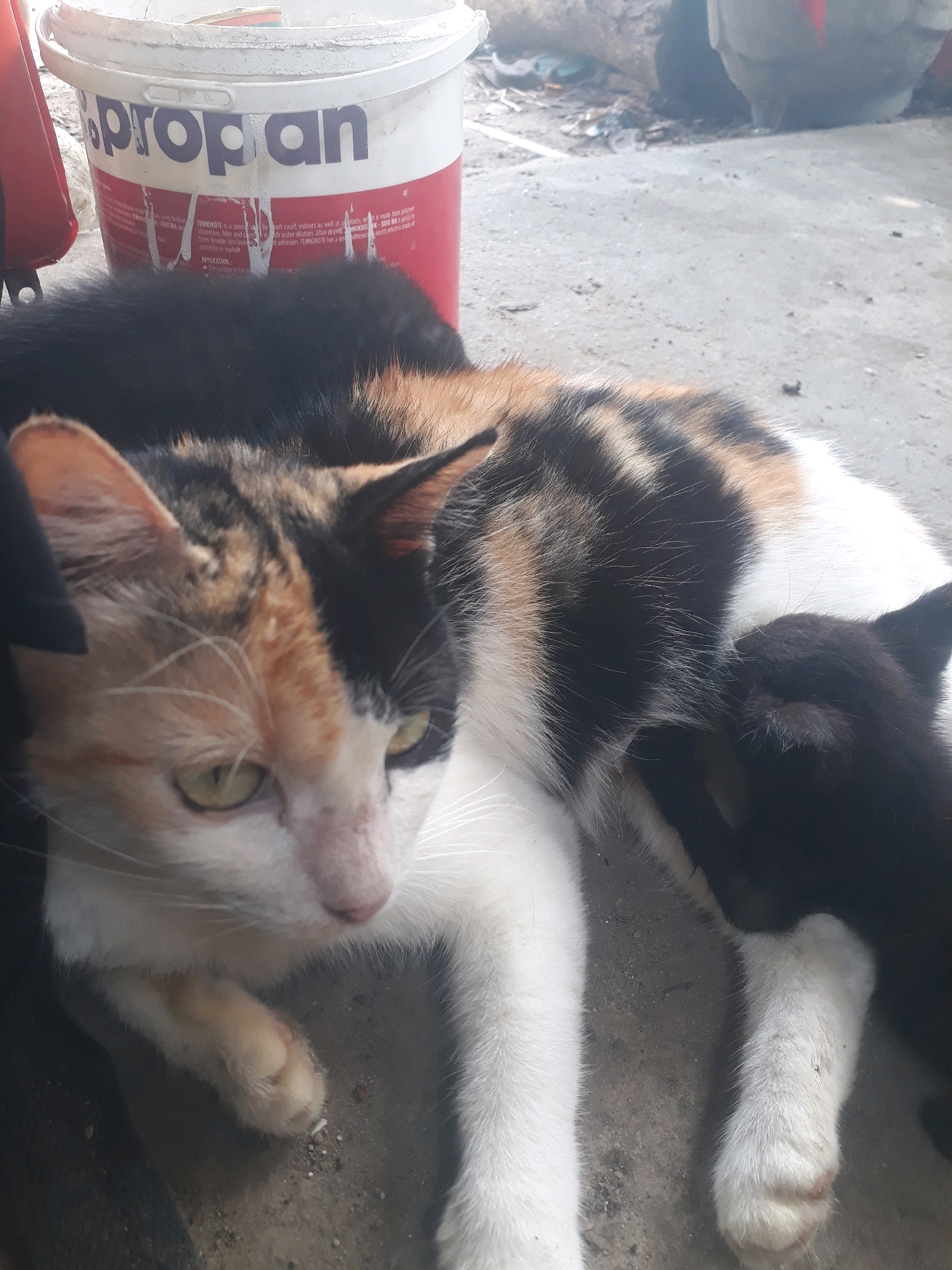 A calico cat is lying on a concrete surface next to a large white and red bucket with the word "Propan" printed on it. A black kitten is nestled against the calico cat. The environment appears to be outdoors in a somewhat cluttered area, possibly a backyard or alley, with debris on the ground. The overall lighting suggests it is daytime. The scene does not depict any specific landmarks or identifiable features of Pangkalpinang, Indonesia.