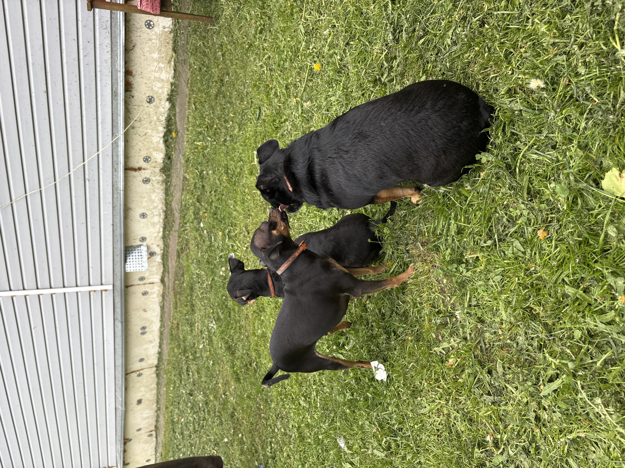 Three dogs are in a grassy area near a building with siding. One dog is large and black with tan legs, one dog is medium size, and one dog is small. The large dog is licking the face of the medium dog. The small dog is to the left of the medium dog. The location is Мещёры, Russia.