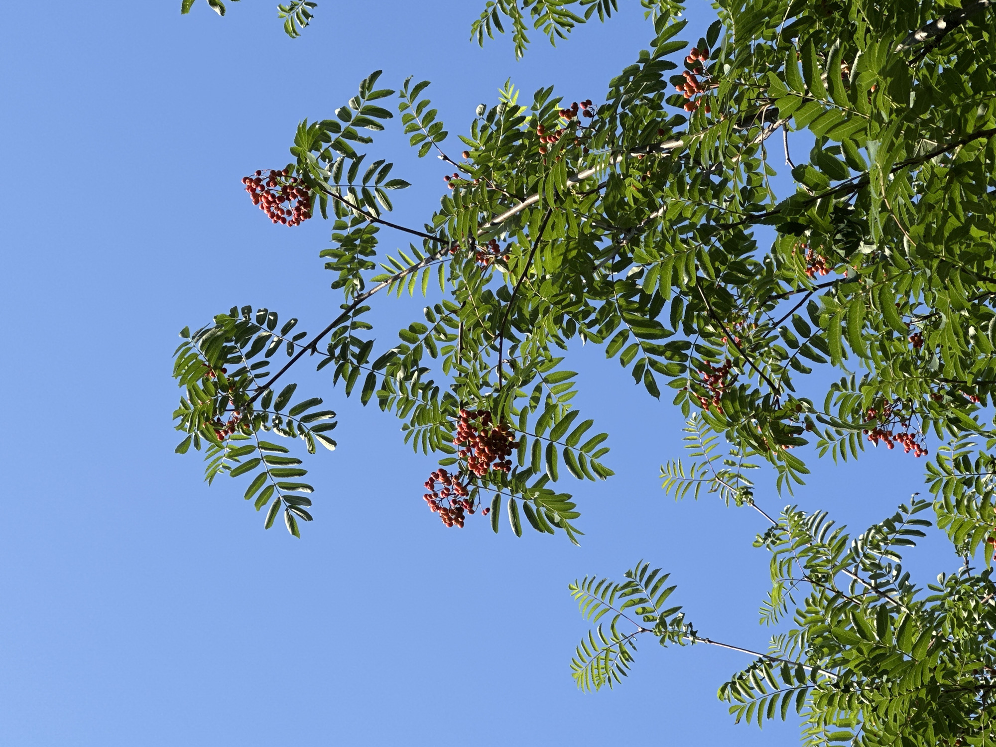 This is a medium shot, taken from a low angle, of a Rowan tree against a clear blue sky. The tree is laden with clusters of small, red berries and its green leaves are abundant. The branches of the tree fill most of the frame. The image appears to be of a Rowan tree, likely Sorbus aucuparia, which is native to Europe and Asia, including Russia. Given the information available, it is not possible to determine the specific location within the city of Uray, Russia. The scene is devoid of any people, animals, or structures, and the focus is solely on the tree and its natural elements.