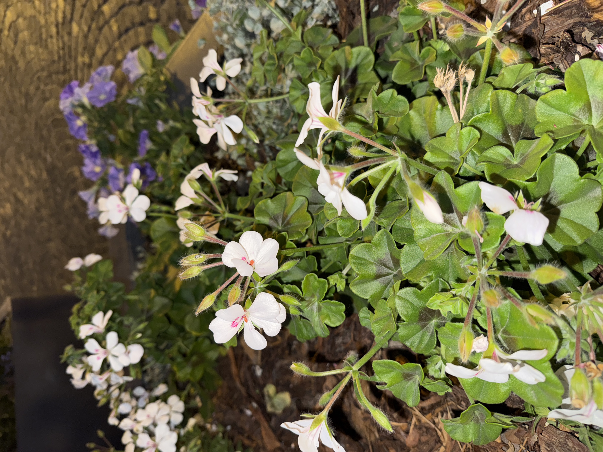 The image shows a close-up of white and pink-tinged geranium flowers in a planter. The flowers have five petals and are surrounded by green, lobed leaves. In the background, there are blurred purple flowers, possibly petunias, and a dark, indistinct surface that could be part of a building or furniture. The ground is covered in mulch. The lighting suggests it is nighttime or a dimly lit area, possibly an outdoor cafe or walkway in Saint Petersburg, Russia, given the cobblestone-like texture in the upper right background. There are no people or animals visible.