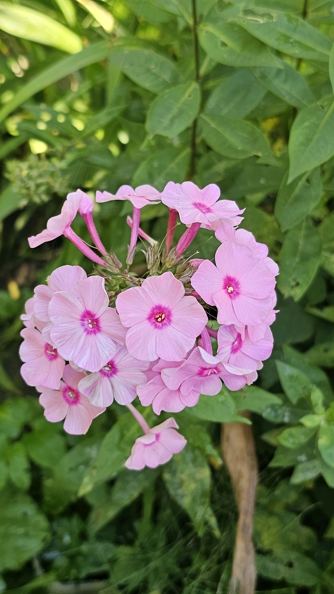 A close-up, vertical, eye-level shot captures a cluster of delicate, light pink flowers with vibrant magenta centers. The petals are slightly ruffled and some appear to be dusted with tiny water droplets, suggesting recent rain or dew. The flowers are arranged in a dense bloom, with some petals turned upwards and others cascading downwards. The background is a lush, green blur of foliage, with hints of sunlight filtering through, creating a soft, diffused effect. The overall impression is one of natural beauty and tranquility. The image was taken in Юбилейное Снт, Russia.