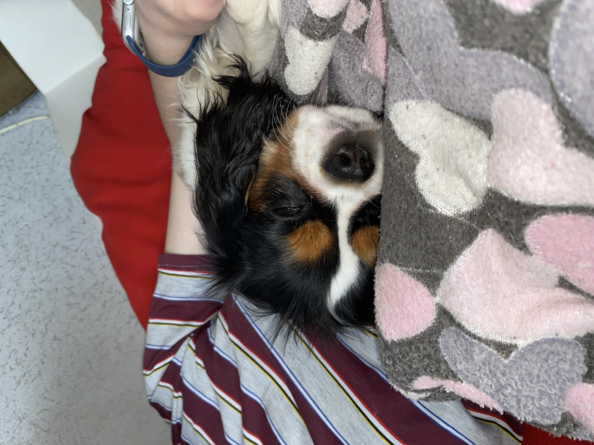 The image depicts a peaceful, intimate moment between a person and a sleeping dog, captured from a slightly overhead perspective. A tri-color dog, likely a Cavalier King Charles Spaniel, with black, white, and tan markings, is asleep with its eyes closed, resting comfortably. Its wet nose and part of its snout are visible.
The dog is nestled against a person, whose striped shirt is visible. The shirt features broad maroon/red and grey stripes, interspersed with thin white, blue, and yellow lines. A person's arm, wearing a silver Apple Watch with a blue band, is visible near the dog's head, suggesting the person is either holding or gently resting with the dog.
A soft, grey fleece blanket with a pattern of light pink and white hearts covers part of the dog and the person, enhancing the sense of warmth and coziness. In the background, a large piece of red fabric is visible, possibly another blanket or clothing. A light-colored, subtly textured surface, likely a floor or another soft furnishing, is seen in the upper left of the frame.
The overall scene conveys tranquility and affection, highlighting a moment of rest and companionship in an indoor setting. There is no visible text. The time of day and specific location cues for Votkinsk, Russia, are not discernible from the image alone.