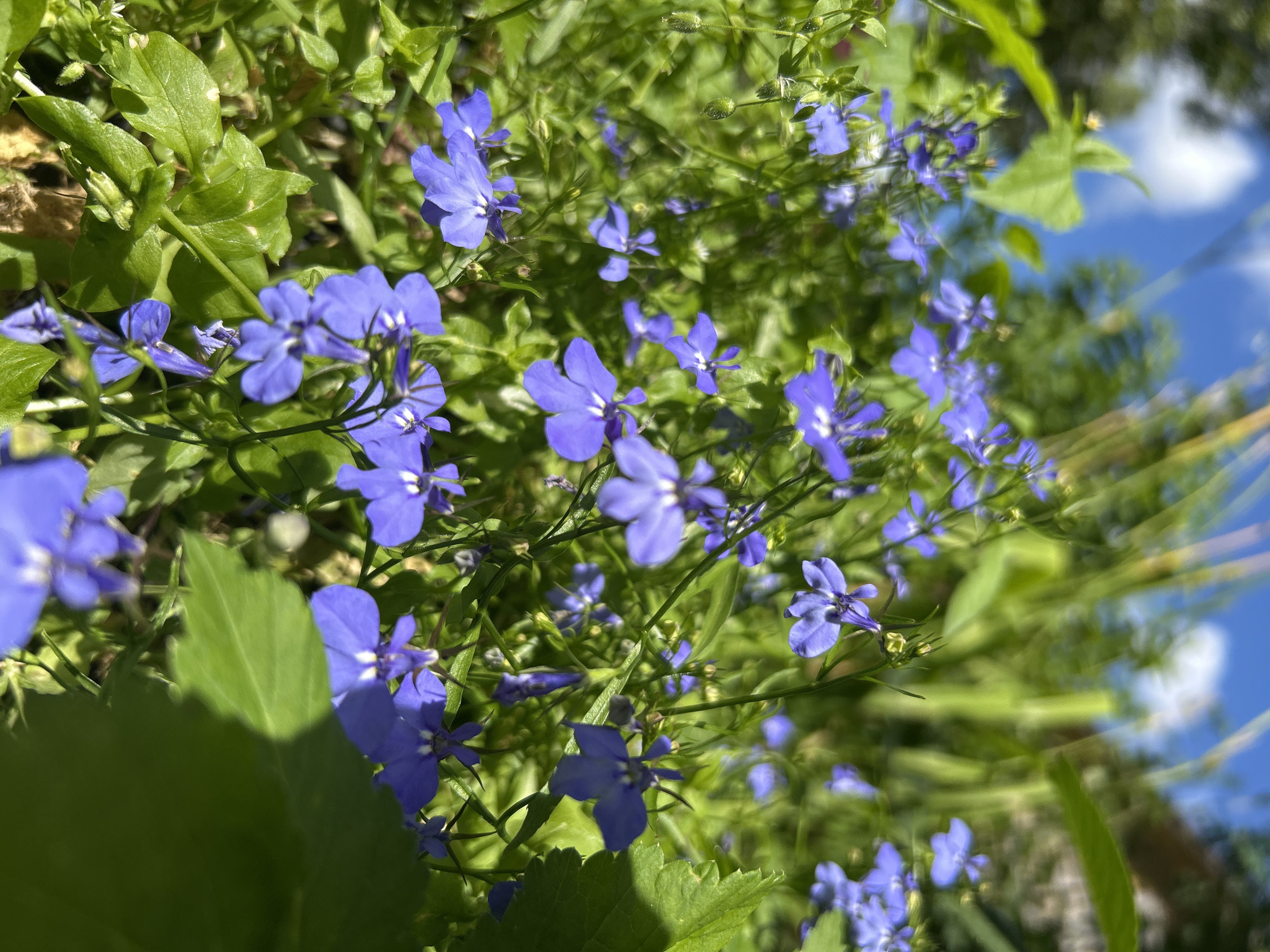 The image depicts a close-up view of a cluster of small, vibrant blue flowers with white centers, likely lobelia, growing in a natural setting. The flowers are densely packed, with many in bloom and some buds still closed. The foliage is a lush green, with broad leaves and slender stems. In the background, out-of-focus elements suggest a daytime scene with a bright blue sky and scattered white clouds, possibly indicating an outdoor environment in a garden or park. There are no people or animals visible in the frame. The overall impression is one of a blooming natural landscape under a clear sky. The mention of Kalitsino, Russia is not supported by any visual evidence in the image.