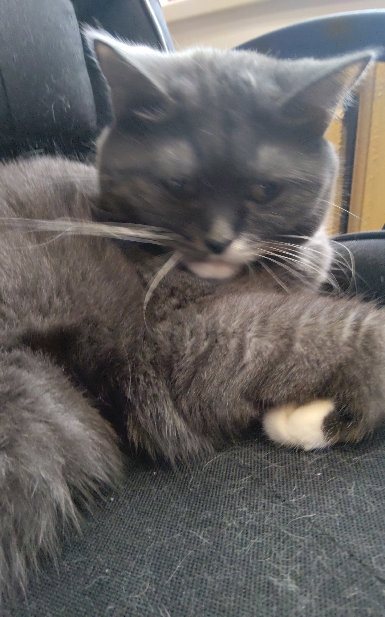 A blurry, close-up photograph shows a gray cat lying down on a dark-colored, textured surface. The cat's fur is predominantly gray, with some lighter gray or white markings on its chest and paws, one of which is visible and appears to be white. The cat's eyes are partially closed, and its head is resting on its body. The background is dark and out of focus, but appears to be furniture, possibly a chair. The image does not provide any information about the location in Zheleznogorsk-Ilimsky, Russia.