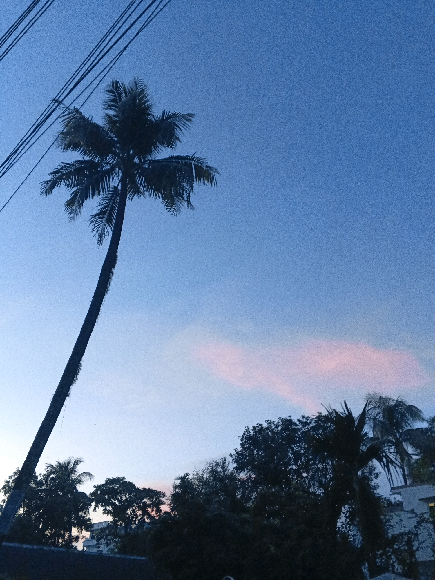 This image captures a silhouetted palm tree against a twilight sky over the city of Sylhet, Bangladesh. The sky is a deep blue with a hint of pink from a dissipating cloud. Power lines are visible in the upper left corner, crossing the frame. Below the palm tree, the dark silhouettes of other trees and buildings suggest an urban or suburban setting. The overall mood is serene, indicative of dusk in a tropical climate.