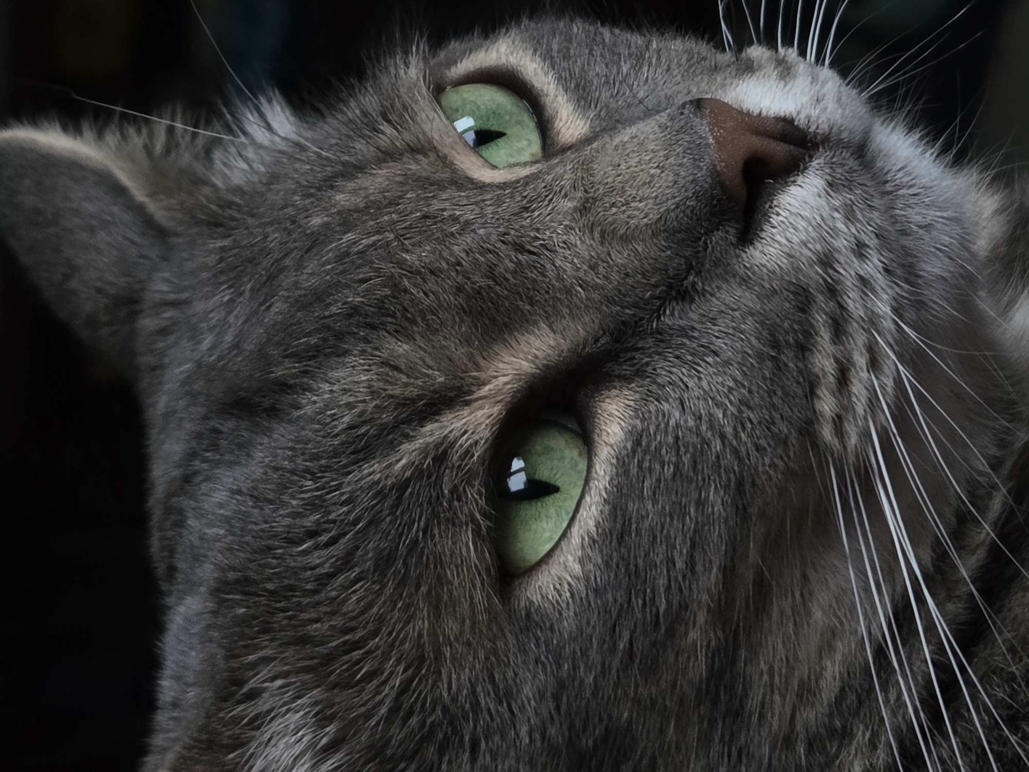 A close-up shot of a gray cat's face, looking upward. The cat has green eyes, a pink nose, and long white whiskers. The background is dark and blurry.