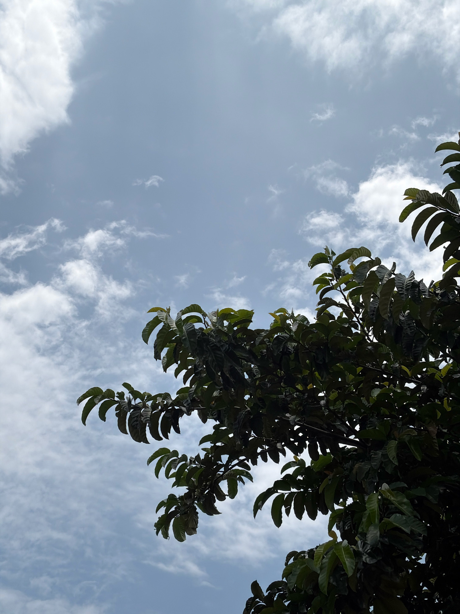A low-angle shot captures a tree with dark green leaves against a cloudy sky. The leaves are dense and fill the right side and bottom of the frame, with some branches extending into the upper right corner. The sky is a muted blue, streaked with wispy white clouds. The image appears to be taken outdoors, likely in an area with lush vegetation, such as a park or residential area in Jakande, Nigeria. There are no people or other discernible objects in the scene.