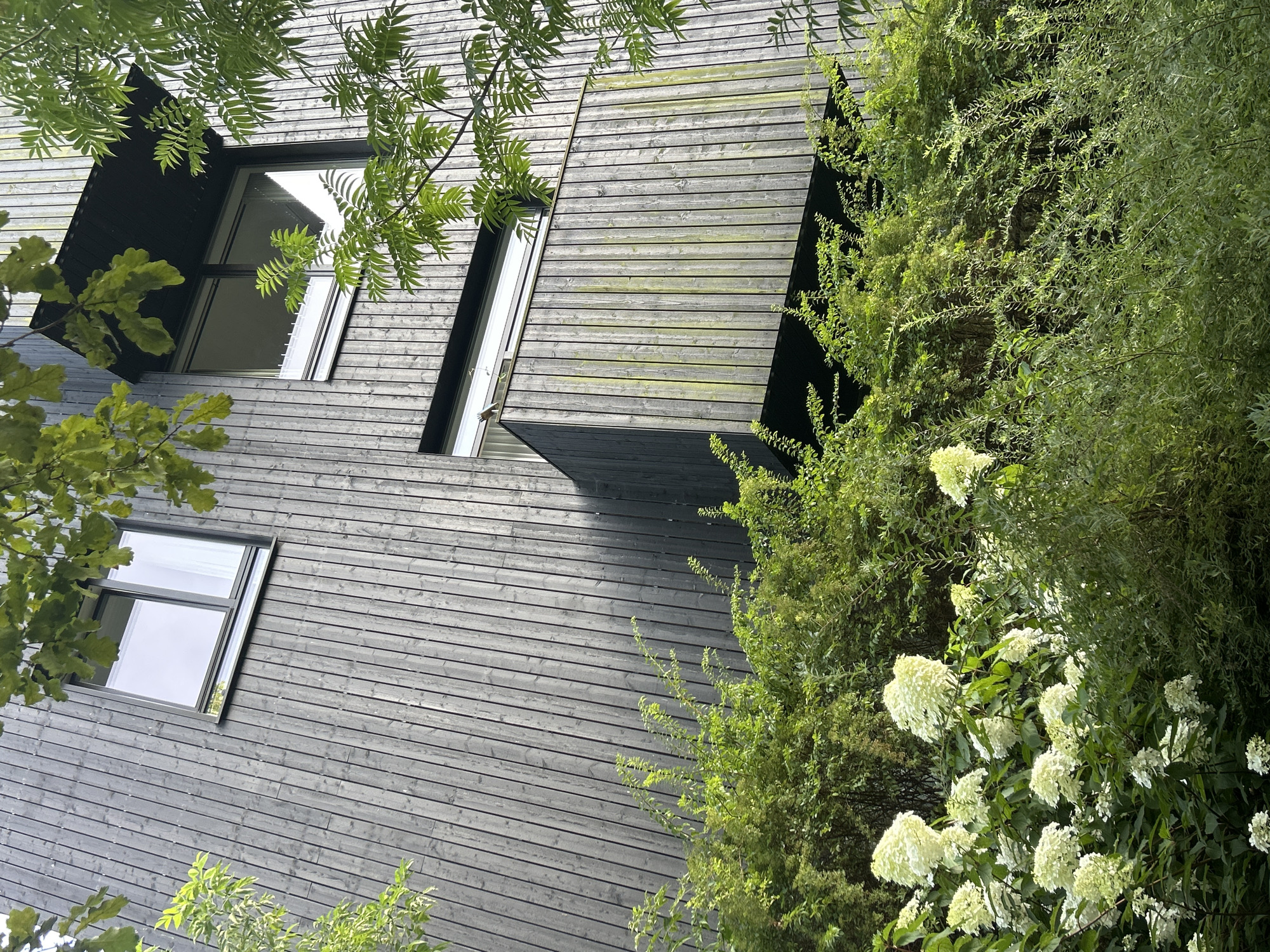 The image shows a close-up view of a modern wooden building facade with a balcony, partially obscured by lush green foliage and white hydrangeas. The building has a dark, vertical wood paneling. There are windows on the upper floors, one of which has a black awning above it. The balcony has vertical wooden slats and appears weathered, with some green lichen growth. The foreground is dominated by dense greenery, with clusters of white hydrangea flowers in bloom on the left side. The scene suggests a residential building in a green urban setting.