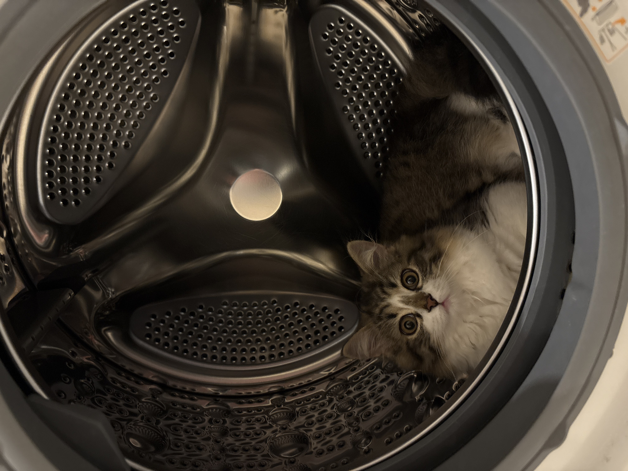 A fluffy, gray-and-white kitten is inside the drum of a front-loading washing machine. The drum is stainless steel with numerous perforations. The kitten is looking up towards the viewer with wide, curious eyes. The washing machine door is open, and the surrounding frame of the machine is visible. There is a label visible on the top right of the machine door. The photo appears to have been taken from inside the drum of the washing machine. The location cannot be determined.
