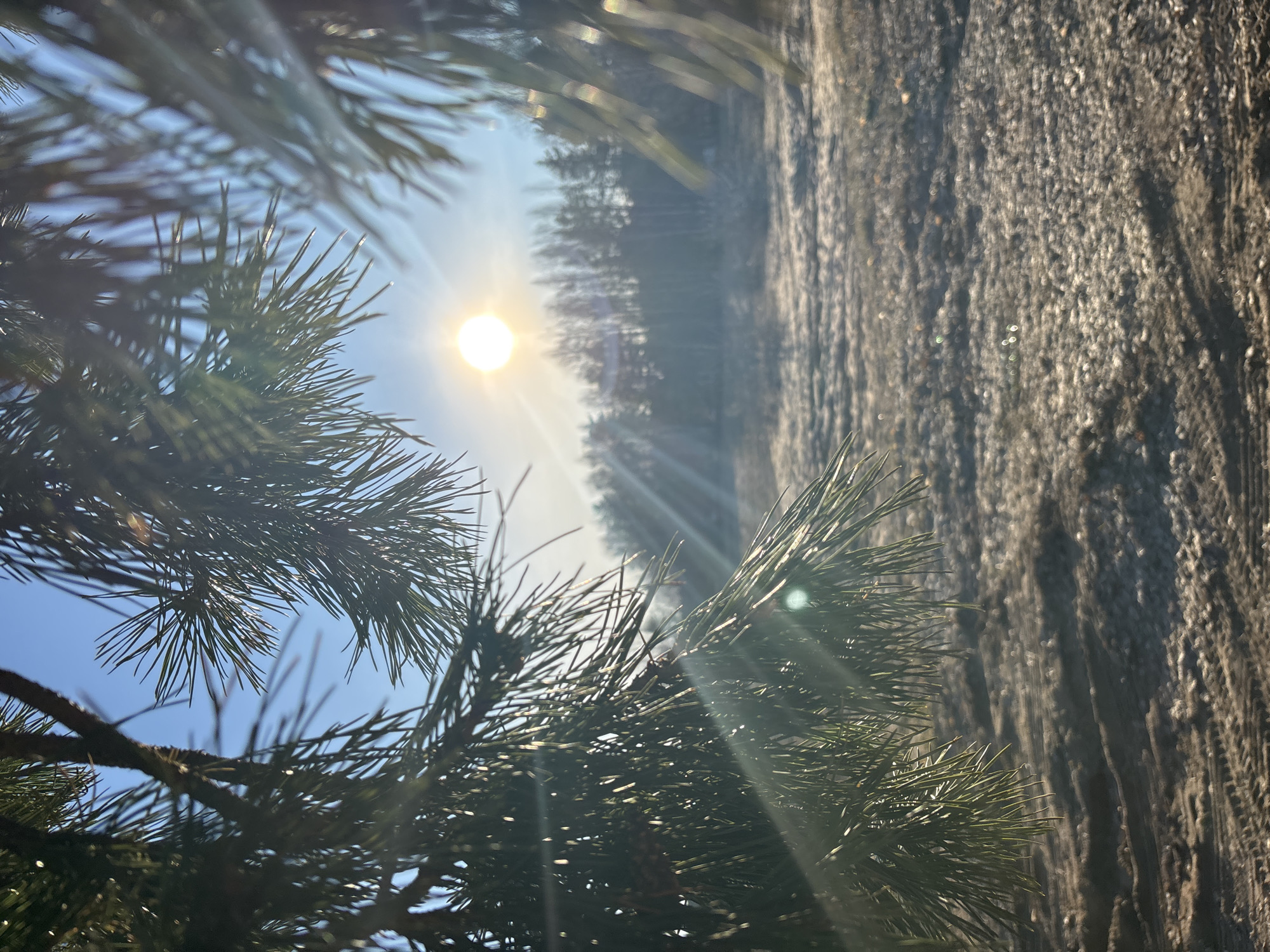 The image depicts a sunny day in what appears to be a wooded area. The sun shines brightly through the branches of a pine tree, creating lens flare. In the background, more trees are visible, and a rough, textured surface, possibly a tree trunk, is in the right foreground. The sky is pale blue. It is unknown if the image was taken in Chaikovsky, Russia, because the image alone does not provide enough information to confirm a specific location.