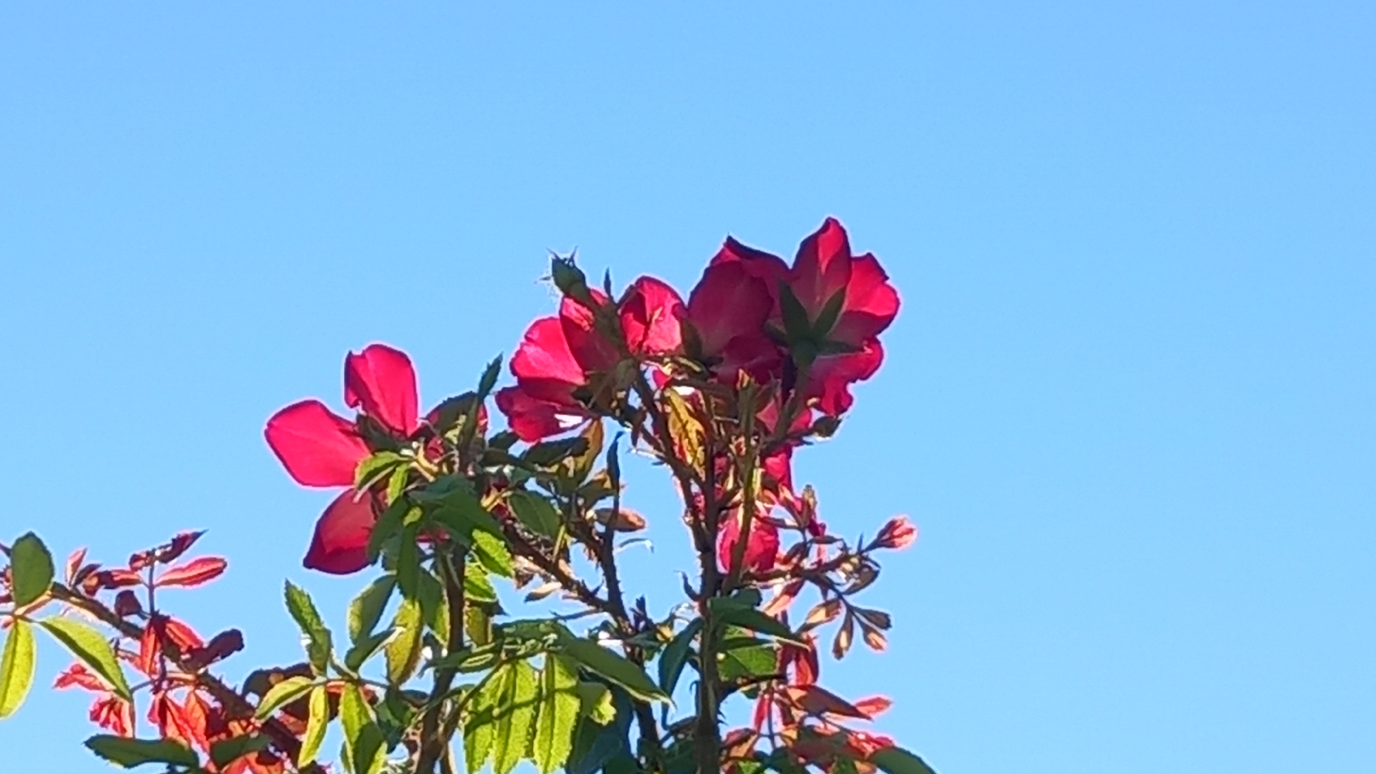 A low-angle, close-up, vertical shot captures a cluster of bright pink flowers against a clear blue sky. The flowers, possibly roses or a similar bloom, have delicate, layered petals and are attached to a thin, branching stem adorned with green leaves and smaller, budding flowers. The lighting suggests it is daytime, with sunlight illuminating the blossoms and casting subtle shadows. The background is an unbroken expanse of azure sky. No people or other objects are visible. The image appears to have been taken outdoors, likely in a garden or natural setting. There are no discernible landmarks or urban elements to suggest a specific location within Άγιος Νεκτάριος, Greece.
