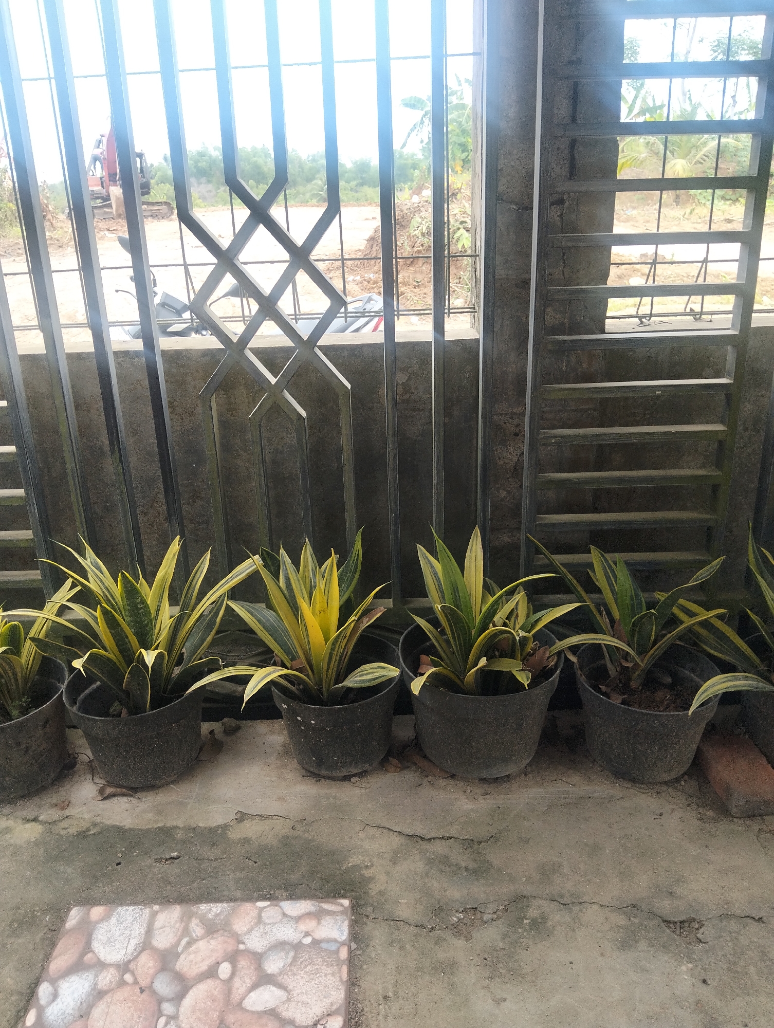 In a scene that appears to be from Payagaboh, Indonesia, several potted snake plants with variegated green and yellow leaves are lined up on a concrete surface. The plants are in dark, round pots. Behind the plants, a metal fence with diamond-shaped patterns and vertical bars is visible. Beyond the fence, an excavator is seen in the distance, suggesting ongoing construction or land clearing. The environment seems to be outdoors, with a slightly overcast sky. To the left of the plants, a section of a motorcycle is partially visible. The foreground includes a floor tile with a pattern of smooth, rounded stones in various shades of gray, white, and brown.