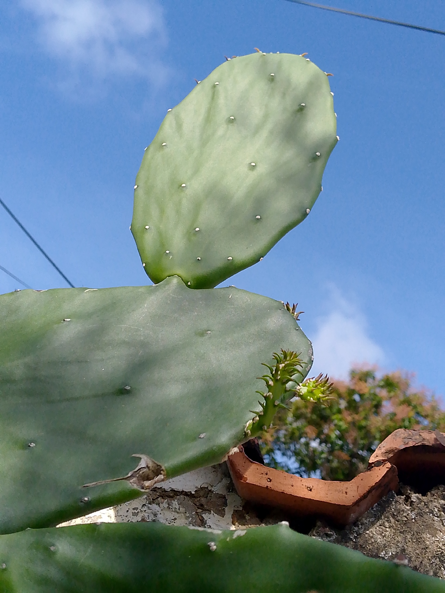 A low-angle shot shows two prickly pear cactus pads, one stacked atop the other, against a backdrop of a blue sky with wispy clouds. The upper pad is more ovate in shape, while the lower one is larger and more rounded. Both pads have small, evenly spaced areoles (small light spots) across their surfaces. A small, young green plant sprout grows off the side of the lower cactus pad. The cactus is growing on top of a wall made of stone and decorated with a piece of broken terracotta tile. Wires run across the sky in the upper left corner of the frame. In the background, a blurred tree with reddish-pink flowers is visible. The location is Juan Griego, Venezuela.