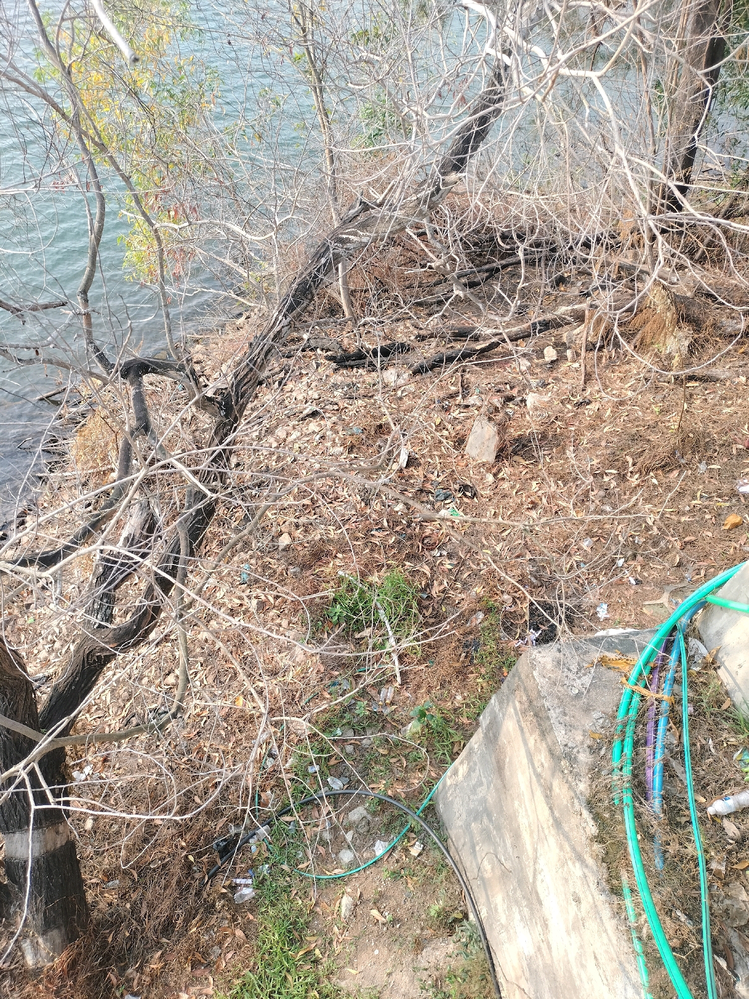The image depicts a densely vegetated, dry, and somewhat neglected area adjacent to a body of water. The vegetation consists primarily of bare, tangled branches of trees, with some scattered dry leaves and debris on the ground. The ground itself appears to be a mix of soil, dry leaves, and small stones. In the lower right quadrant of the image, a concrete structure, possibly a foundation or wall, is visible. Several colored hoses, predominantly green, with some purple and blue, are coiled and running along this structure and onto the ground. The water to the left appears to be calm with ripples on its surface. The overall scene suggests an outdoor environment, possibly a park, undeveloped land, or the edge of a natural area. It is not possible to determine the specific location within Batam, Indonesia, from the visual information provided. There are no people or animals visible in the image.