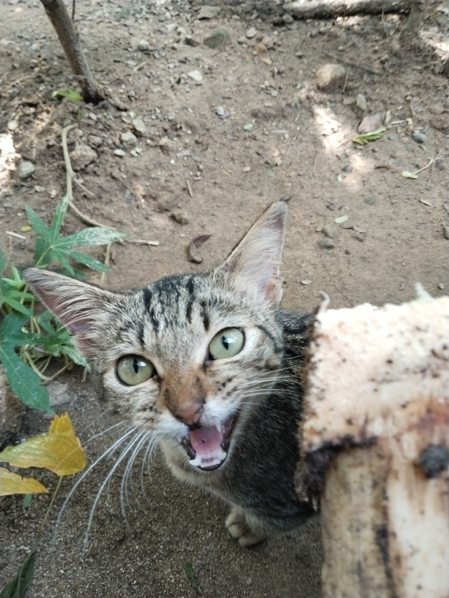 A close-up, high-angle view shows a cat next to a rough-hewn wooden post. The cat, a tabby, appears to be hissing or meowing with its mouth open, revealing its teeth. The cat is positioned slightly to the left of center in the frame. The ground is dirt, with some leaves and vegetation visible near the cat. The location is in the city of Unknown, Unknown.