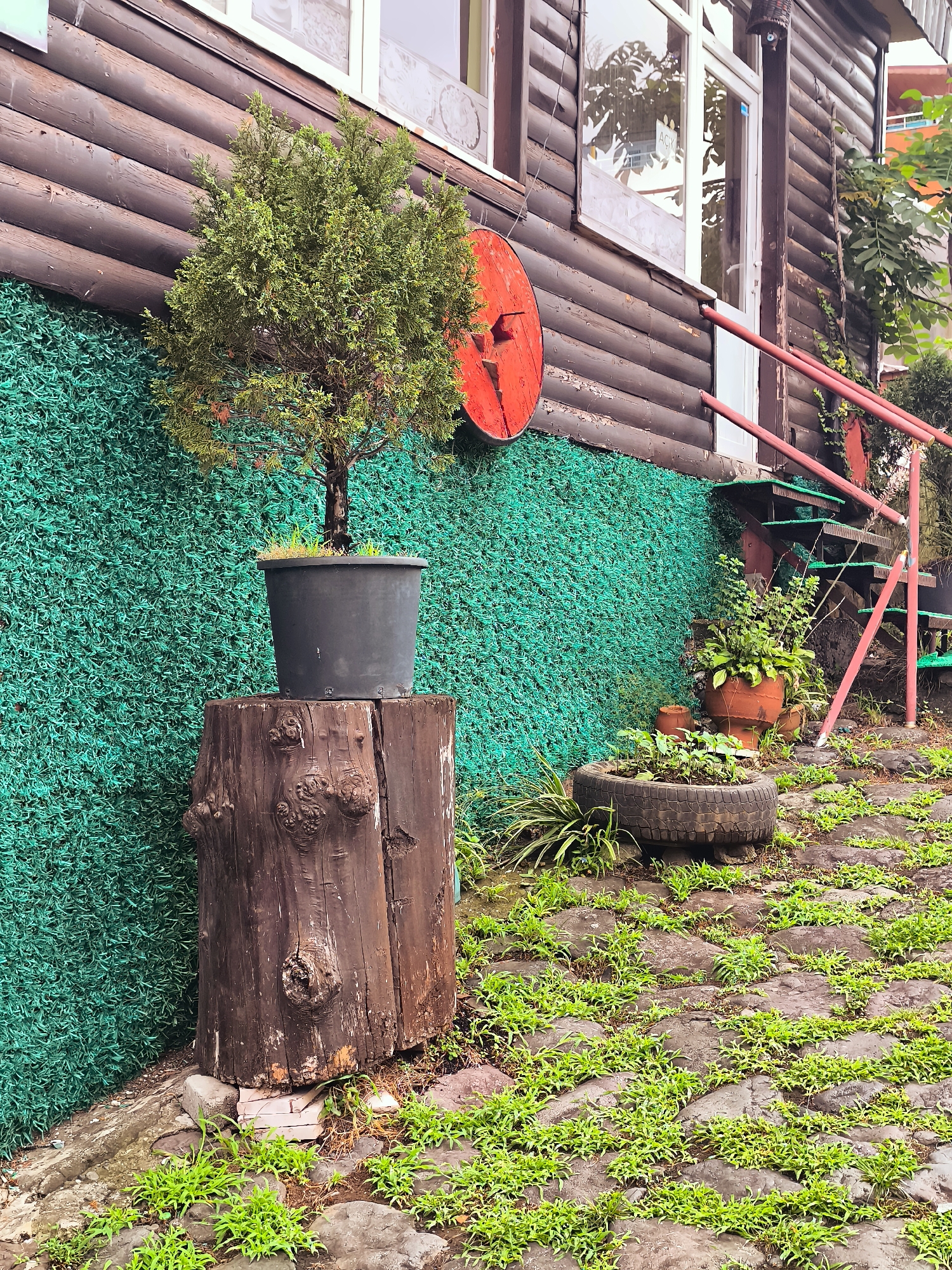 A framed, vertical, outdoor shot displays a rustic scene near a wooden building. A small evergreen tree in a dark pot rests on a thick, wooden log stump. Behind the stump, a vibrant green, textured wall runs horizontally. A large, circular, red object is mounted on the wall. To the right, a weathered wooden building with horizontal logs forms the background. A red-railed staircase ascends the side of the building, with green steps. At the base of the stairs, several potted plants are arranged, one in a terracotta pot and another in a repurposed tire planter. The ground is paved with irregular stones and interspersed with lush green grass and weeds. The overall impression is one of a charming, eclectic outdoor space. The location is in Makho, Georgia. There are no people or animals present in the image.