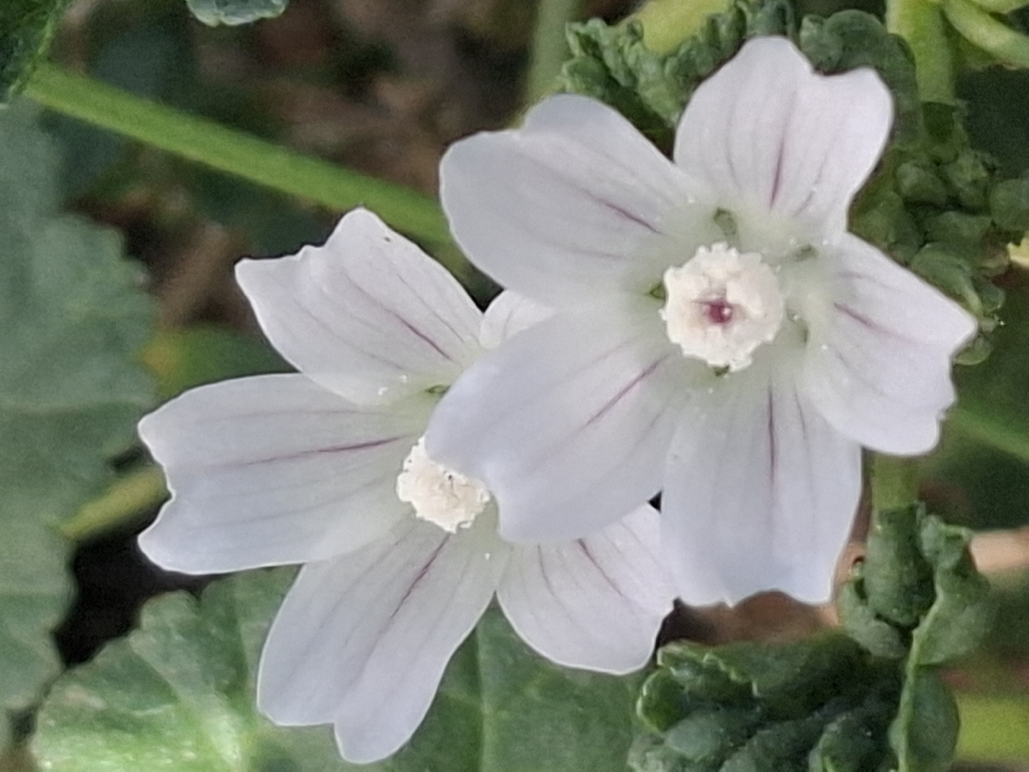 The image is a close-up, vertically oriented photograph of two white mallow flowers with delicate purple veins. The flowers are the primary subjects, with their petals clearly visible, showing subtle texture and water droplets. The center of each flower features a fluffy, light-colored stamen. The flowers are surrounded by green foliage, some of which is out of focus. A thin green stem is visible to the right of the flowers. The lighting suggests it is daytime, likely outdoors in natural light. There are no people or man-made objects in the image, and therefore no specific location within Almaty, Kazakhstan can be determined from the visual information provided.