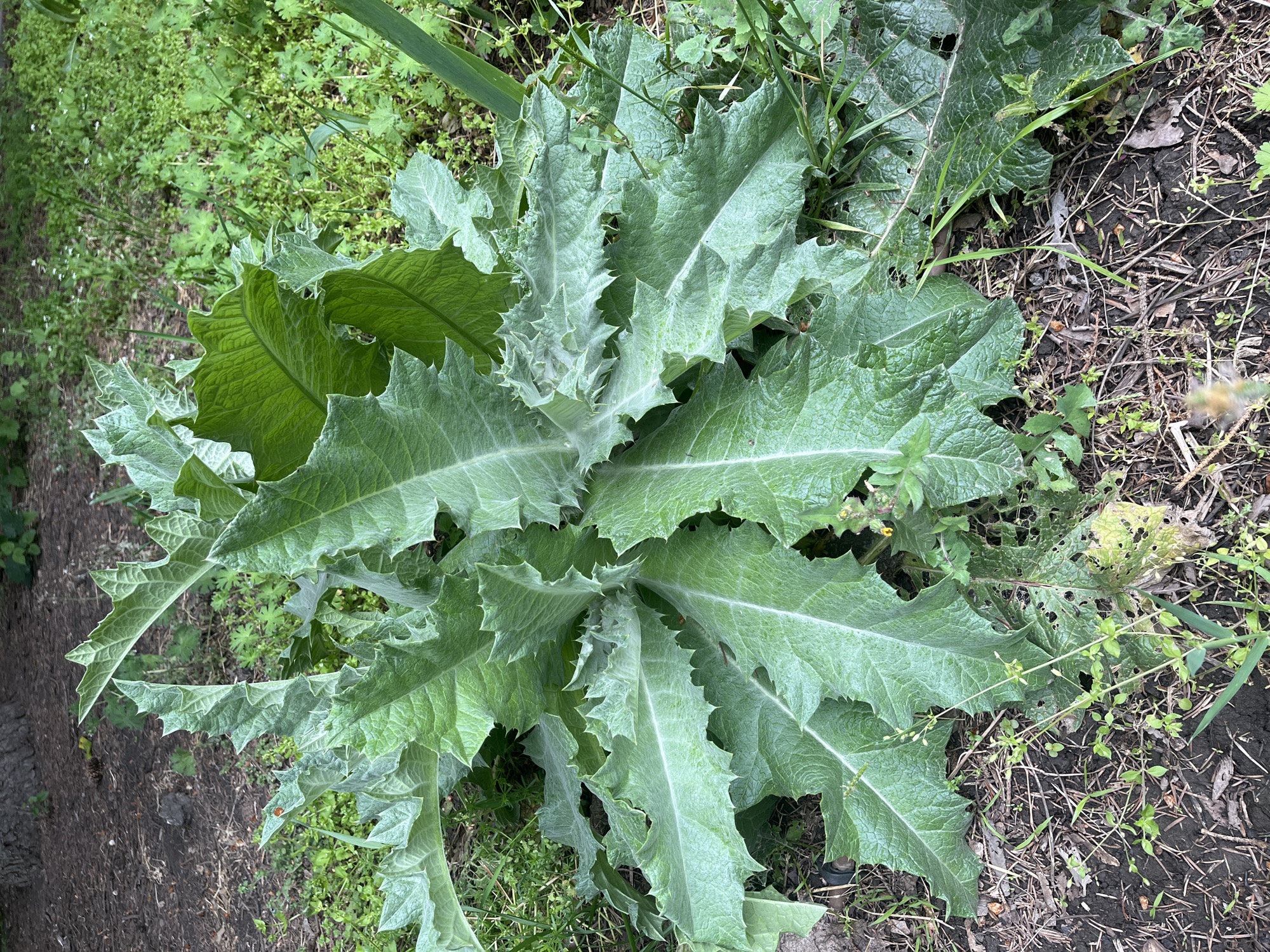 The image shows a large thistle plant with jagged, thorny leaves growing in a garden or park setting. The plant is the central subject, surrounded by other greenery and mulch. The surrounding soil appears to be a mix of dirt and decaying organic matter. There is no evidence indicating the image was taken in the city of Krasnodar, Russia. No people, actions, or interactions are depicted.