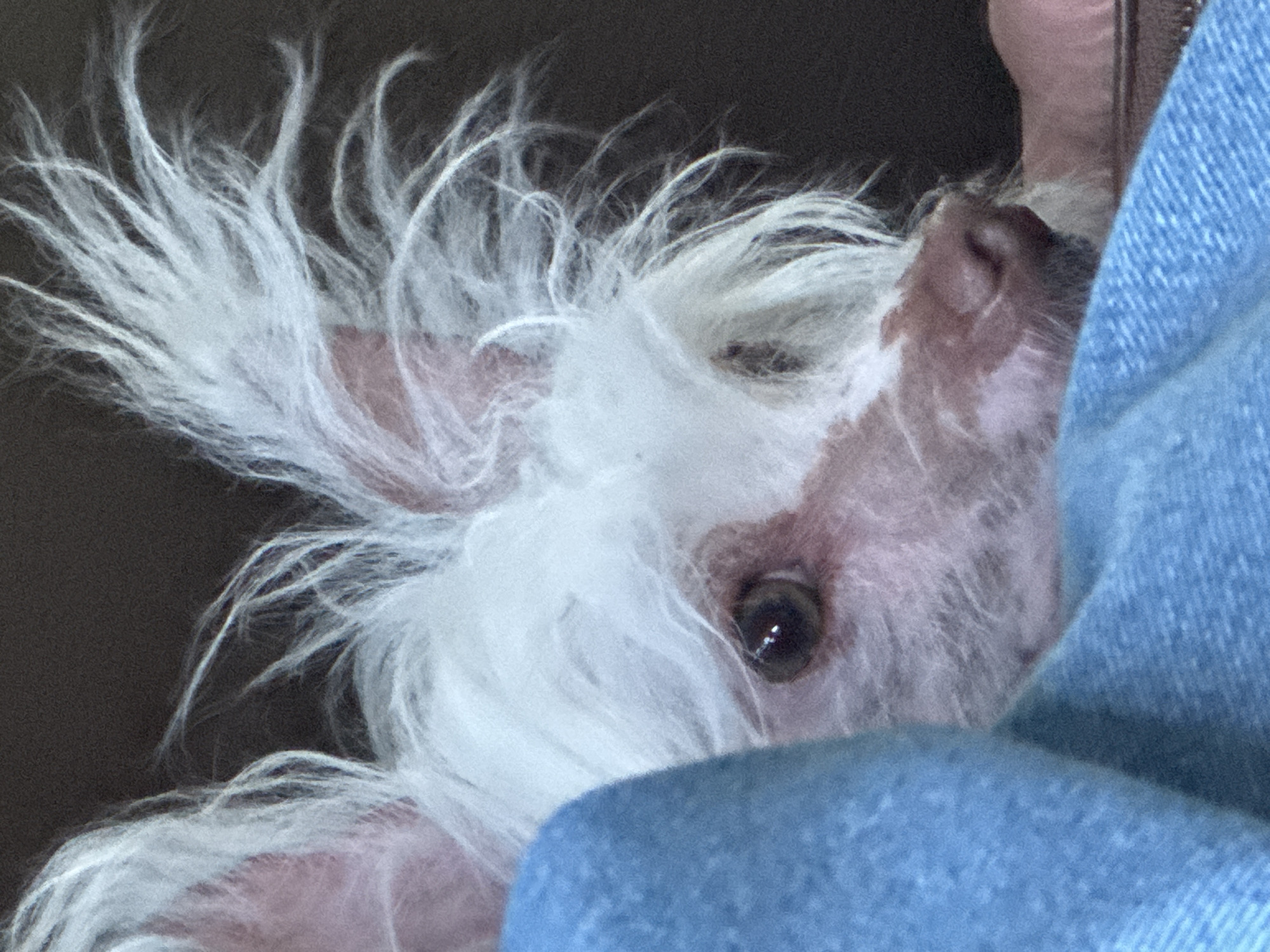 The image shows a close-up of a Chinese Crested dog with white and pink fur and prominent ears. The dog is peeking out from behind a blue textured fabric, possibly a blanket or clothing. The background is a dark, out-of-focus color. No specific location in Pesochny, Russia is identifiable from the image. The dog's expression is a key focus, with its dark eye visible and its nose slightly turned to the side.