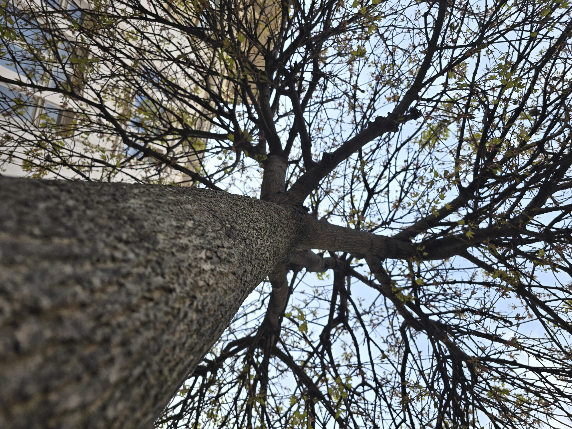The image shows a close-up, upward view of a tree. The tree's thick, textured trunk dominates the left side of the frame, rising diagonally. The branches spread out towards the right, some with small, light green leaves. In the background, a building with visible windows can be seen on the upper left. The sky is visible through the branches.