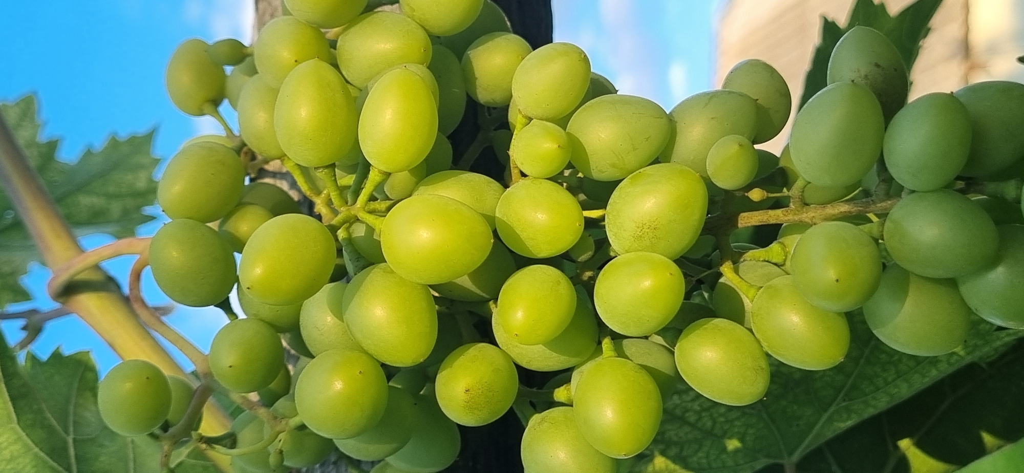 The image shows a close-up of a bunch of unripe green grapes hanging from a vine. The grapes are spherical to oval in shape and are a vibrant green color. They are clustered tightly together on thin stems. The background is a bright blue sky with a few wispy white clouds. To the right of the grapes, a blurry hint of a building with a tiled roof can be seen. The lighting suggests it is daytime, possibly late afternoon due to the warm tones on the grape stems. There are no people or animals visible in the image. The scene is outdoors, likely in a vineyard or garden, given the presence of the grape vine and the natural light. The location is identified as Blizhnee, Ukraine, implying this is a common agricultural setting in that region.