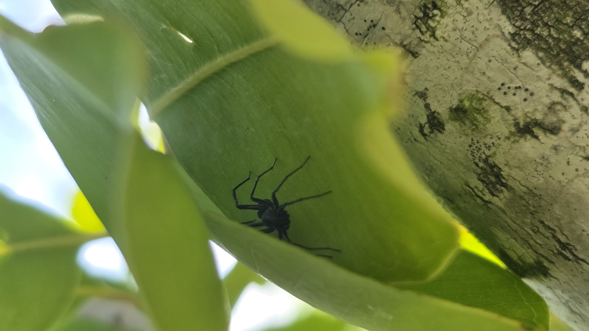 A black spider is partially concealed within the fold of a green leaf. The leaf is partially illuminated by sunlight. The spider has long, thin legs. In the background, a tree trunk with a mottled bark texture is visible. The location is Lhokseumawe, Indonesia.