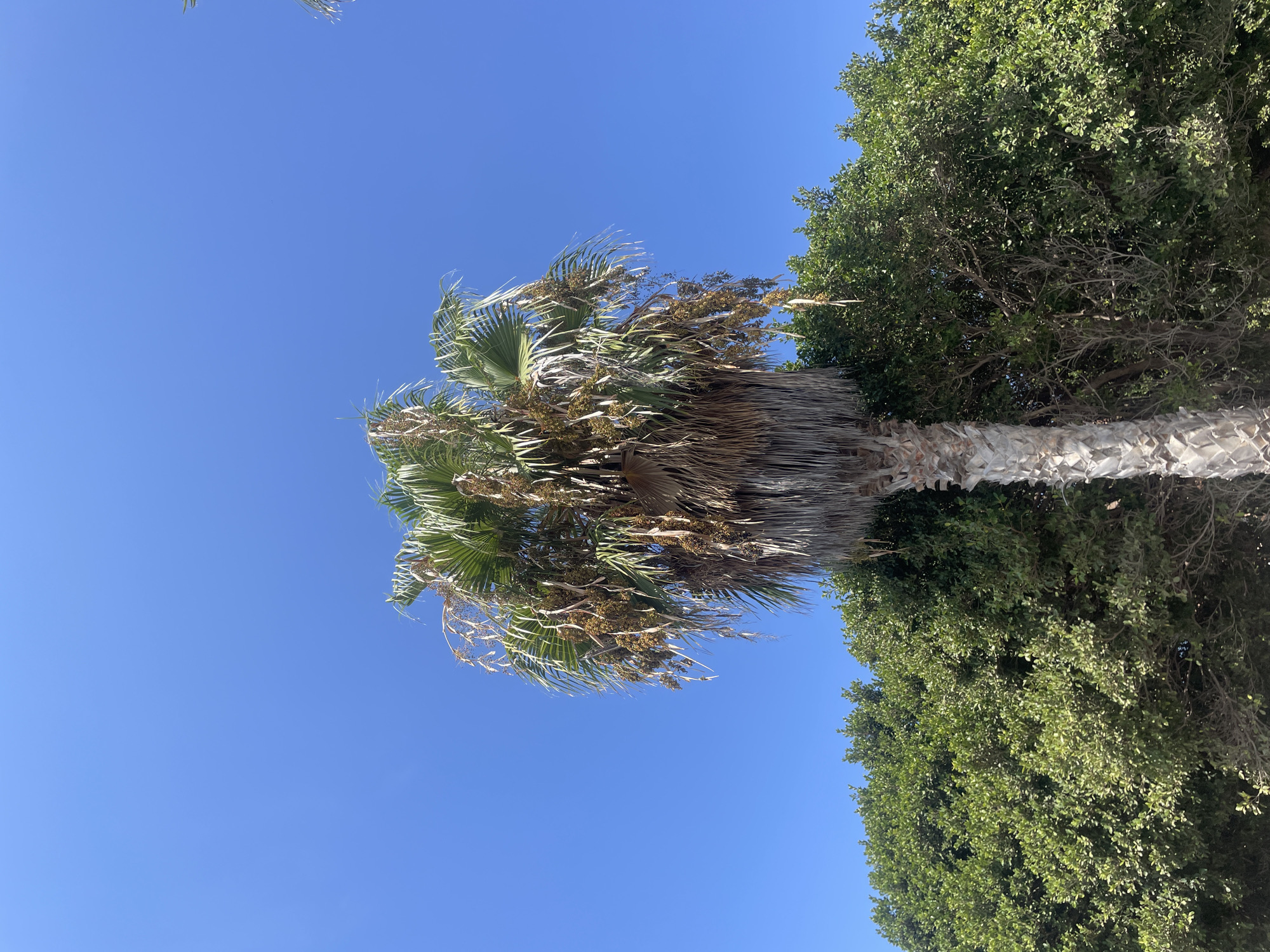 A solitary palm tree stands tall against a vibrant blue sky in Almuñécar, Spain. The palm's trunk is rough and textured, covered in the fibrous remnants of old fronds. Its crown is lush with green leaves, interspersed with numerous clusters of ripening dates, hanging like heavy necklaces. Below the palm, a dense, verdant hedge forms a thick, green backdrop, its foliage creating a wall of natural beauty. The sunlight casts a warm glow on the scene, highlighting the textures of the palm and the rich colors of the vegetation.