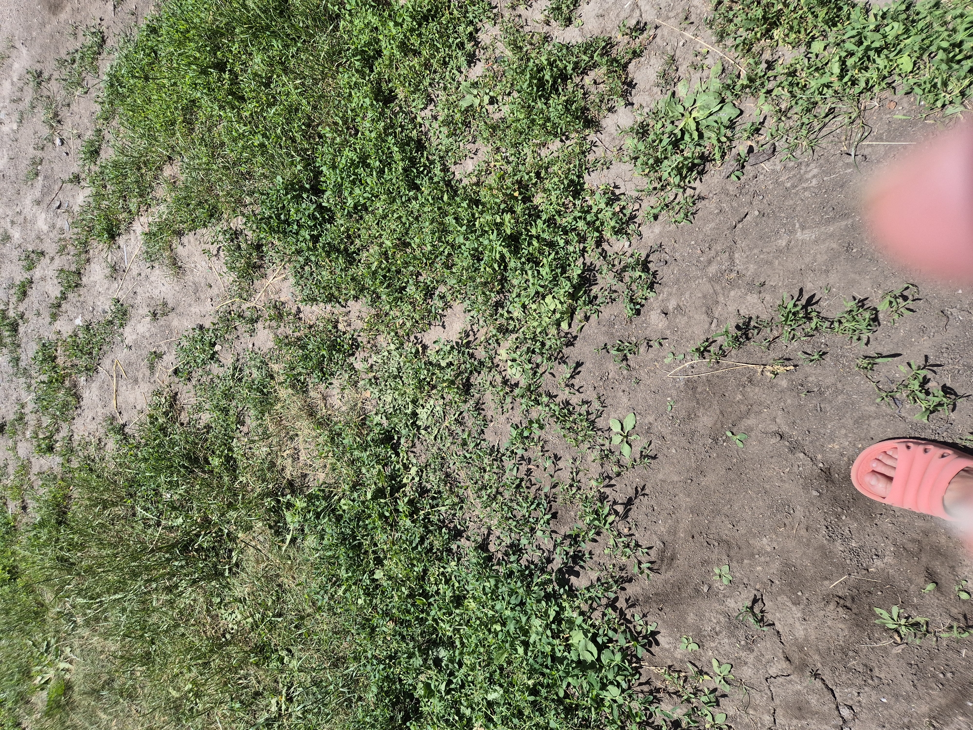 The image depicts a person's right foot wearing a coral-colored slide sandal, positioned on dry, cracked earth. Sparse green vegetation, appearing to be low-growing weeds and grass, is scattered across the ground. The background consists of more dense green grass and dry, sandy soil. The scene appears to be an outdoor, undeveloped area. The location is identified as Sozonivka, Ukraine.