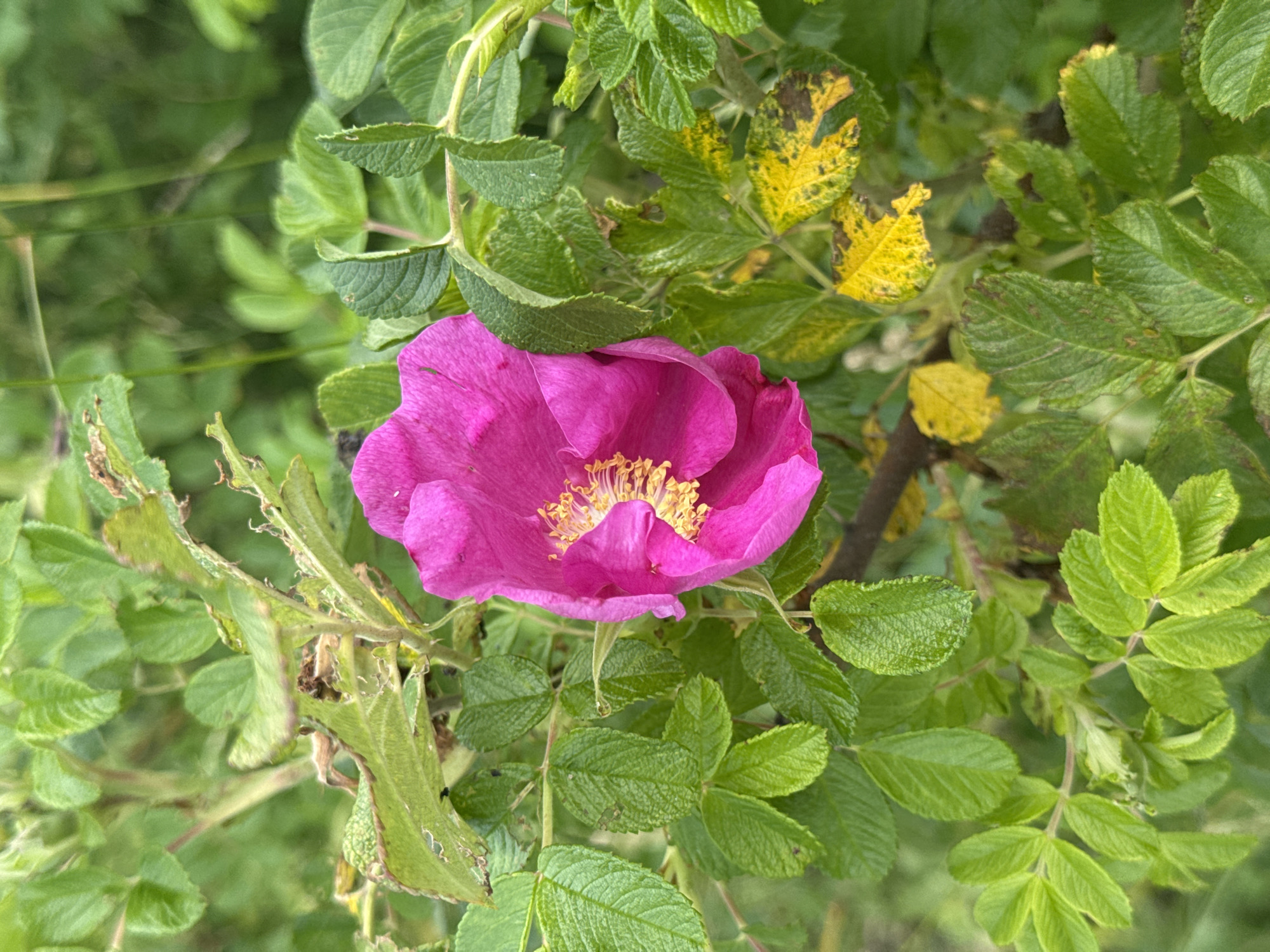 A vibrant pink rose is in full bloom, its delicate petals unfurling amidst lush green foliage. The rose's center reveals a cluster of bright yellow stamens, creating a striking contrast against the deep pink. The surrounding leaves exhibit varying shades of green, with some showing signs of yellowing and browning, indicating the natural cycle of the plant. The background is a soft blur of greens and browns, suggesting a natural outdoor setting, likely in a park or garden within the city of Рассвет, Russia. The lighting appears natural, casting gentle shadows and highlighting the textures of the petals and leaves.