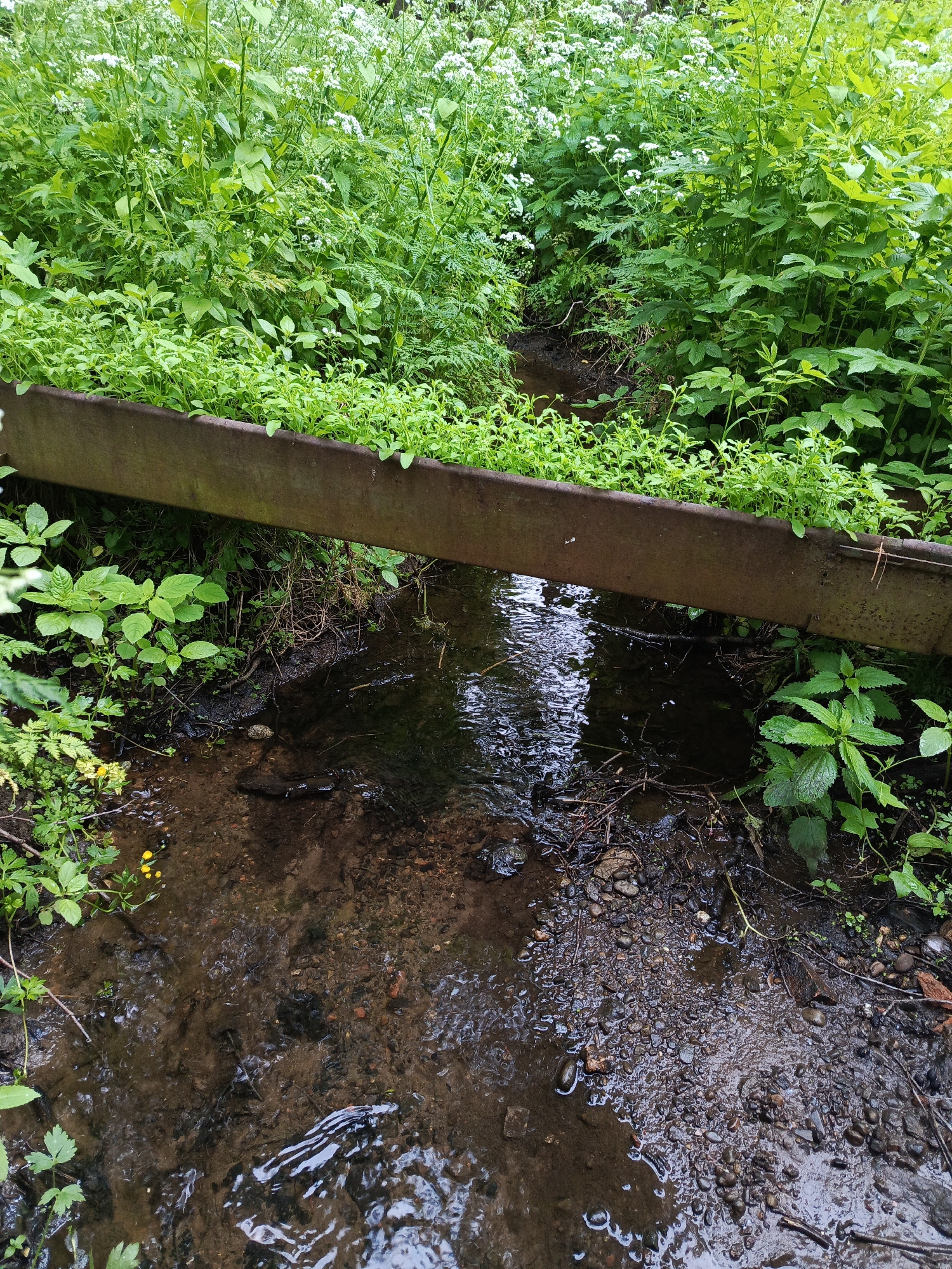 The image captures a serene, overgrown natural scene featuring a shallow stream or ditch. Lush green vegetation dominates the foreground and background, with a variety of plants, including tall species bearing small white flowers, possibly wild umbellifers, along the upper banks. Smaller, leafy green plants, some with serrated edges, grow abundantly on the banks and inside a rusty, dark brown metal trough or channel that spans across the stream.
The stream itself is clear enough to reveal a bed composed of dark pebbles and mud. The water appears to be flowing gently, creating subtle ripples and reflections of the surrounding greenery and sky. On the left bank, near the water, a few small yellow flowers are visible, adding a touch of color. The banks are muddy and uneven, characteristic of a woodland stream or overgrown drainage area.
No people are visible in the image, and there is no explicit activity taking place, rather it captures a static natural environment. The setting suggests a wild, untamed area, possibly a forest edge or a neglected path. The lighting indicates it is daytime, likely a bright but possibly overcast day, given the soft, diffuse illumination and lack of harsh shadows. The vibrant green foliage suggests late spring or summer. No text is visible in the image. The scene conveys a sense of peaceful natural beauty with a hint of human infrastructure being reclaimed by nature.