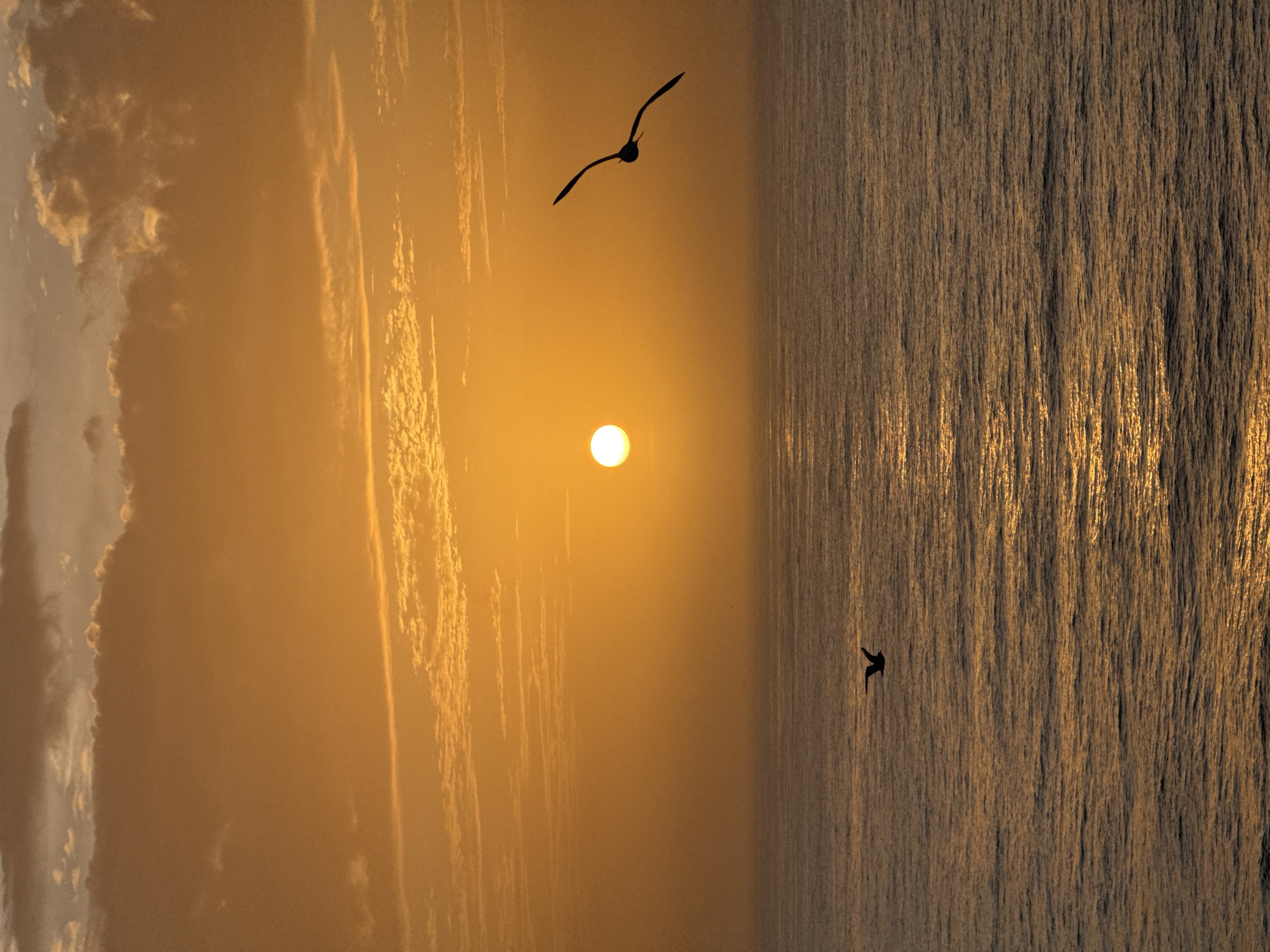 The image depicts a scene at sunset, divided vertically between the sky and the sea. The left half shows a warm-toned sky with clouds and the setting sun. The right half presents the ocean's surface with reflections of light. Two silhouetted birds are visible: one flying high in the sky and the other near the water's surface. No specific city is identified.