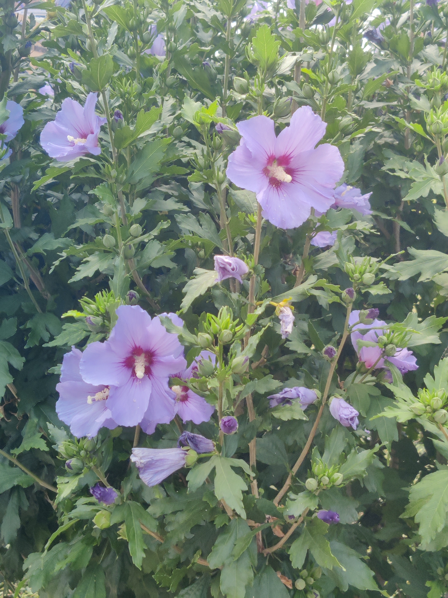 The image shows a close-up view of a flowering shrub, likely a Rose of Sharon (Hibiscus syriacus), in bloom. The flowers are a pale lavender color with a darker pink or reddish center. Several open blossoms are visible, along with numerous buds in various stages of development, some tightly closed and others partially unfurled. The shrub has abundant green foliage with serrated edges. The scene appears to be outdoors, possibly in a garden or park setting, given the density of the plant growth. There are no people or man-made structures discernible in the image. The lighting suggests it is daytime, likely a sunny or overcast day. The location is stated to be in the city of Winterswijk, Netherlands, though no specific landmarks or urban features are visible to confirm this. The overall impression is one of natural beauty and growth.