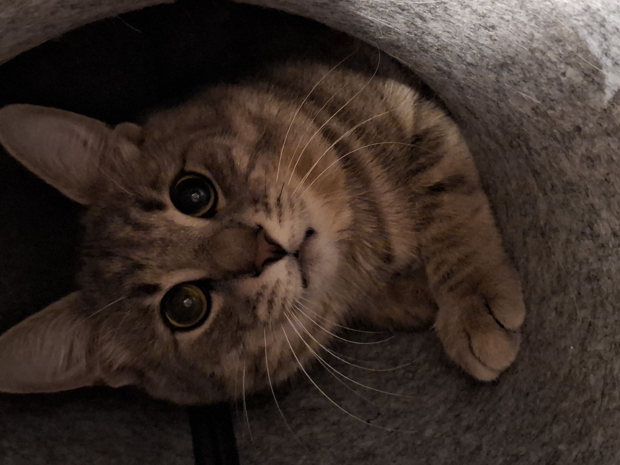 A tabby cat is nestled in a gray fabric cat bed. The cat is positioned in the center of the frame, looking directly at the camera with wide, curious eyes. Its fur has a striped pattern in shades of brown and gray. One paw is visible, resting on the edge of the cat bed. The background is dark, with the cat bed providing a textured contrast. There are no people or any other discernible objects or environmental details that would allow for localization to a specific city like Zemun Urban Municipality, Serbia.