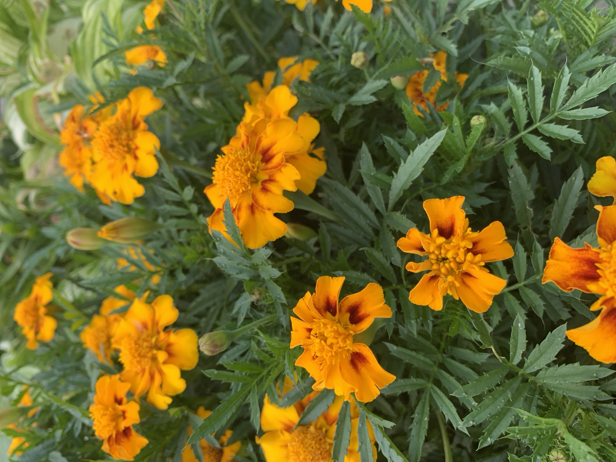 The image shows a close-up of several orange marigold flowers with green foliage. Some of the flowers have dark reddish-brown markings. There are also a few unopened buds visible among the leaves. The background is blurred, suggesting a shallow depth of field, and appears to be more greenery. The lighting suggests an outdoor setting. The location of Rozhdestveno, Russia is not discernible from the image itself.