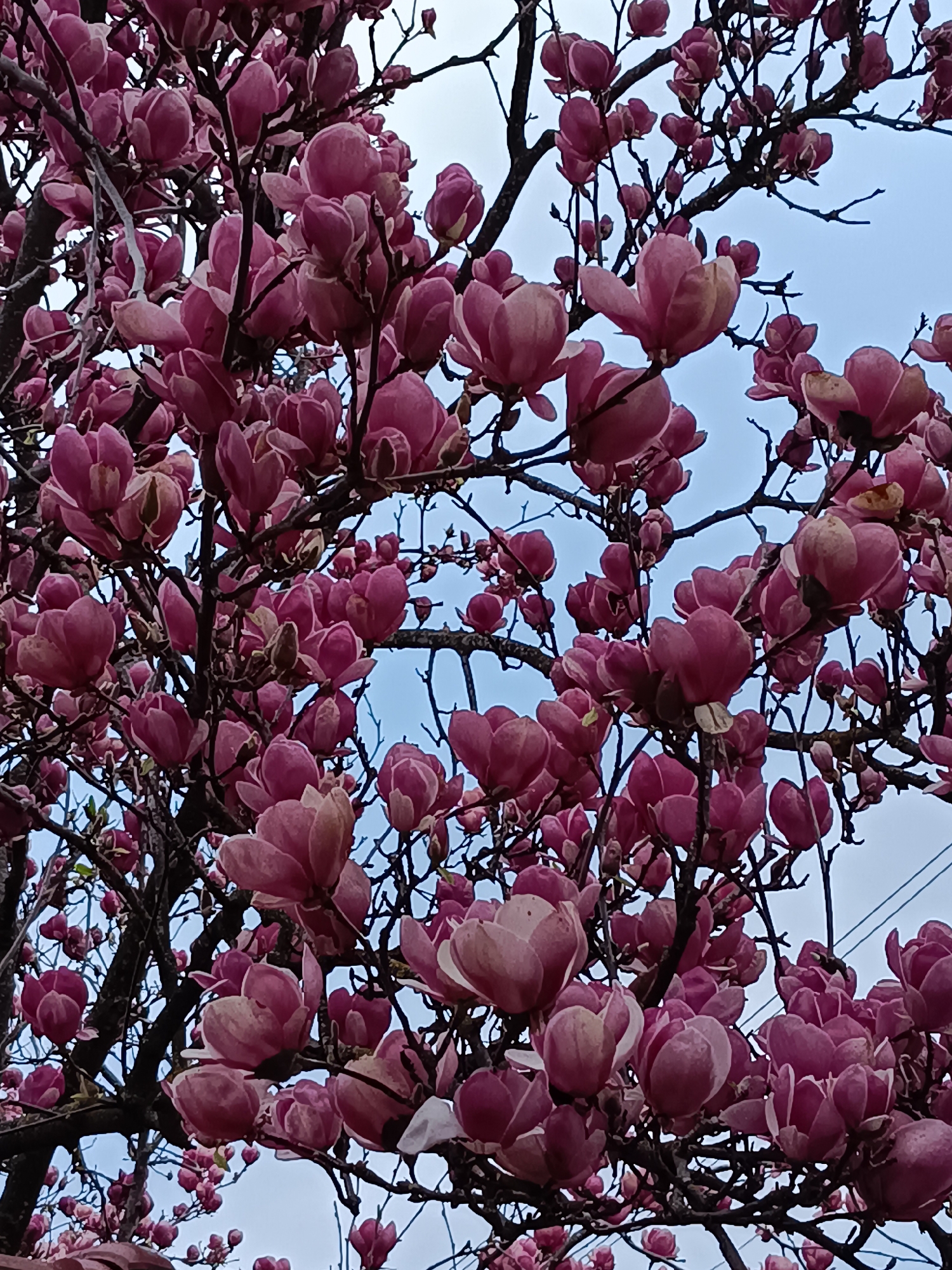 A dense canopy of pink magnolia blossoms fills the frame, emerging from dark, bare branches. The blooms range from tight buds to partially open flowers. A pale blue sky is visible through the spaces between the branches and flowers. In the lower right of the frame, a section of a gray structure is visible, suggesting a building or wall. There is no other information relating to the location in the city of Vasil Drumev, Bulgaria. There are no people, subjects, actions, or interactions depicted.