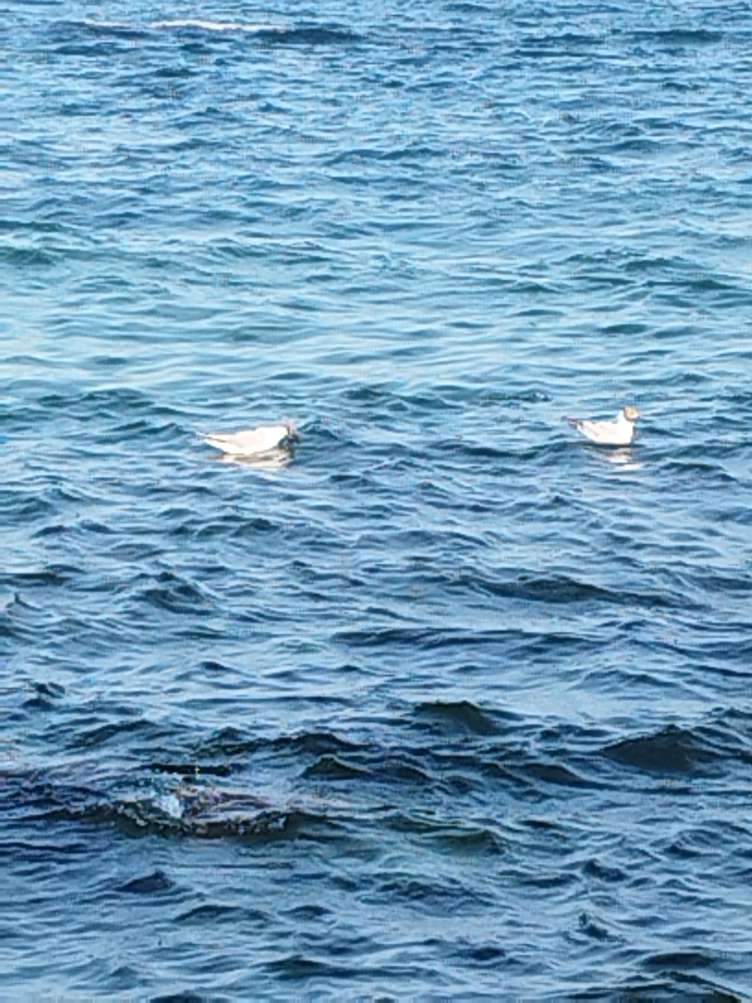 The image shows two birds floating on the surface of the water. The water is blue and appears to be choppy with small waves. The birds are white with some darker markings. One bird is closer to the left side of the image and is mostly white. The other bird is to the right and is also mostly white with a darker head and beak. The lighting suggests it is daytime. There is no indication of the city of Odesa, Ukraine, in this image.