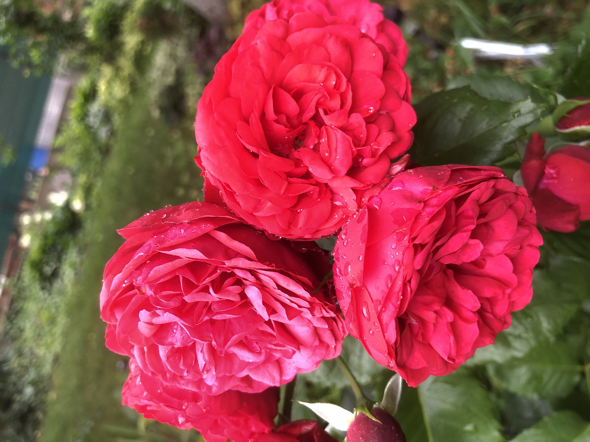This is a close-up, high-angle shot of a cluster of vibrant red roses in bloom, with water droplets on their petals. The roses are the primary subjects, filling most of the frame. In the background, blurred green foliage and a hint of a fence or structure suggest an outdoor garden setting. The overall impression is one of natural beauty and freshness after rain. There are no people or animals visible in the image. The setting is a garden, possibly in the city of Radomyshl, Ukraine, given the provided context, though the image itself does not contain specific identifying markers for this location.