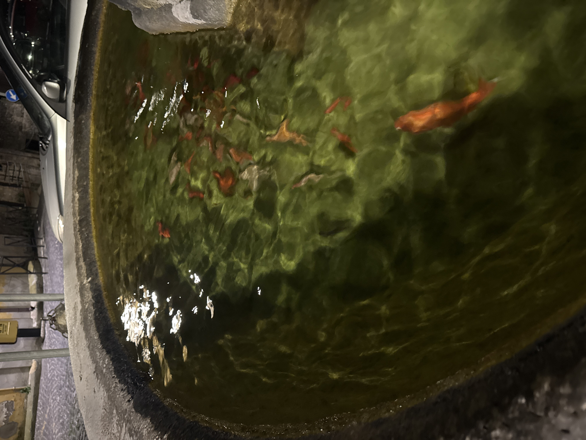 The image shows an elevated, circular, concrete pond filled with murky green water. Inside the pond, numerous orange-red fish are visible, appearing to be swimming. The pond's edge is made of grey concrete. A partially visible car is parked next to the pond on a paved surface. Based on the location request, the scene is likely in Castelnuovo di Porto, Italy.