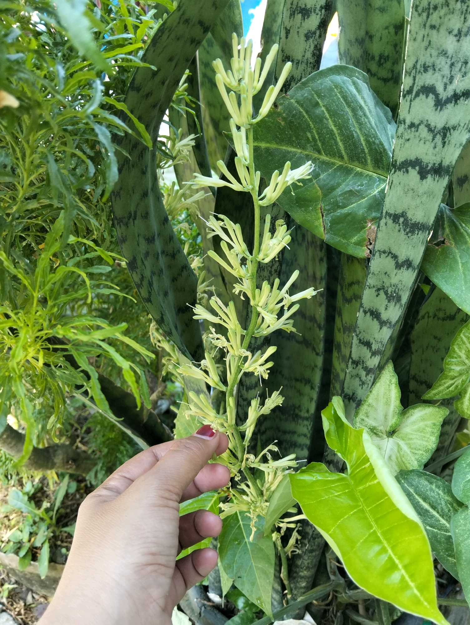 An outdoor close-up shot shows a person's hand gently touching a flowering stalk of a snake plant, also known as Sansevieria trifasciata, in Tipar, Indonesia. The stalk, a pale yellow-green, has numerous small, delicate flowers and buds arranged in a tiered pattern. The snake plant's iconic long, sword-shaped leaves, which are dark green with lighter grey-green banding, form the backdrop. To the left, a feathery green plant adds another layer of foliage. In the lower right corner, a shiny, heart-shaped green leaf, possibly from an Elephant Ear plant, is visible. The ground is covered with dry leaves and other organic debris. The lighting suggests it is daytime, possibly morning or late afternoon due to the soft shadows.