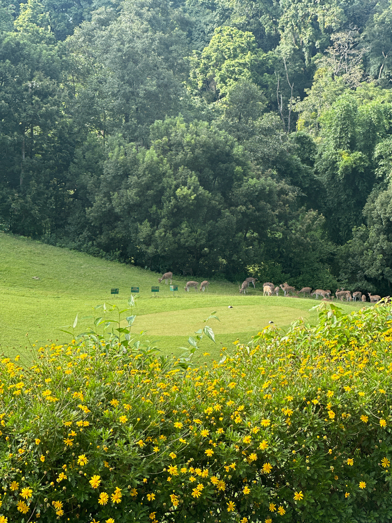 The image depicts a herd of approximately 15-20 deer grazing on a lush green grassy field. The field appears to be a golf course or a park, with several small green signs visible in the background. The deer are scattered across the field, some grazing and others standing. Behind the field, a dense forest of tall green trees forms a natural backdrop. In the foreground, a bush laden with bright yellow flowers adds a vibrant touch to the scene. The overall setting suggests a serene natural environment, possibly within the city of Kageshwori Manohara, Nepal, known for its natural beauty and green spaces. There are no people visible in the image.