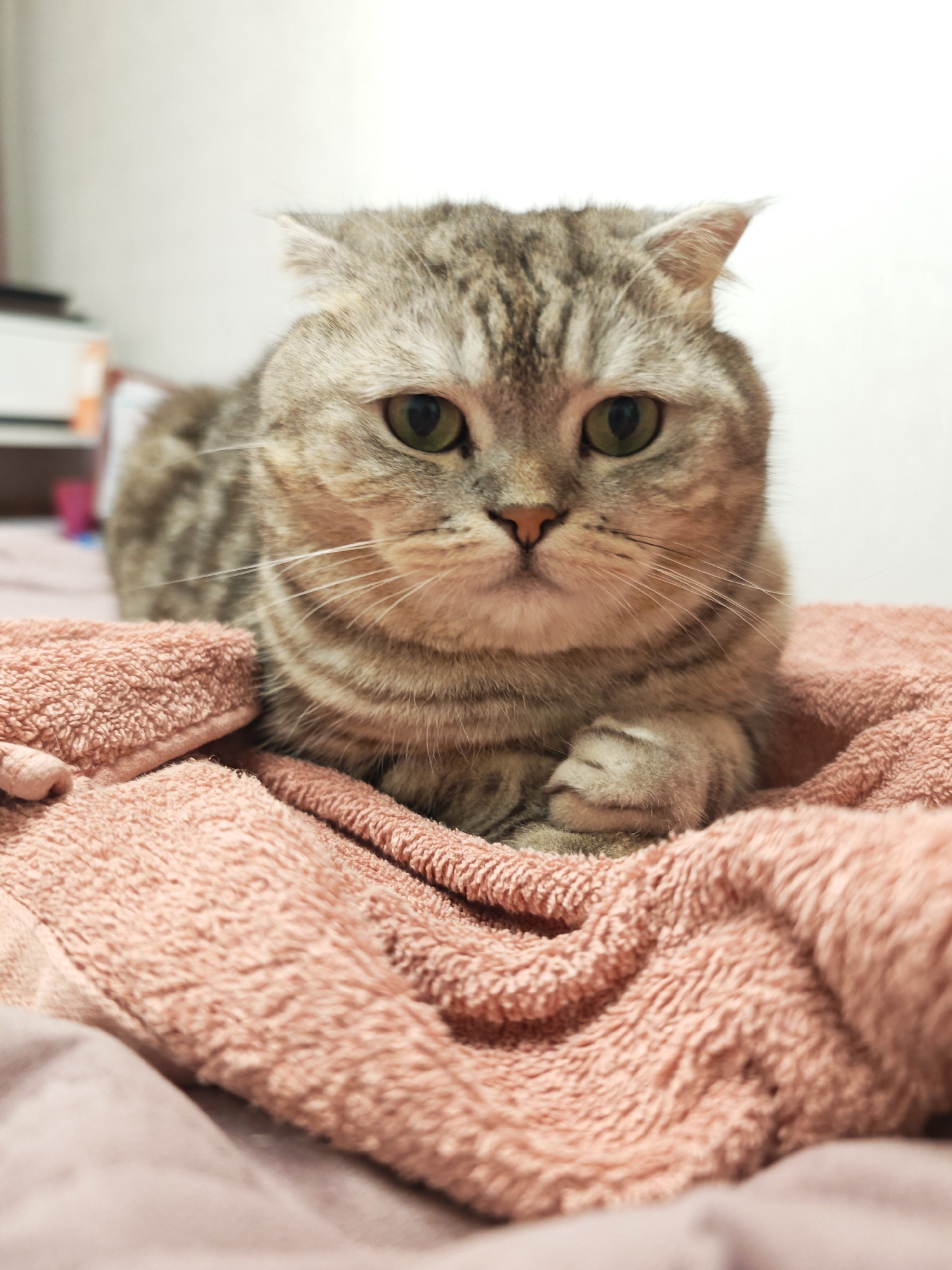 A close-up, eye-level shot shows a Scottish Fold cat with grey tabby markings lying on a pink, fuzzy blanket. The cat's paws are tucked in front of it, and its ears are slightly folded. The background is blurred, showing a white wall and some indistinct objects. The scene appears to be indoors. There is no information about the location in the city of Minsk, Belarus.