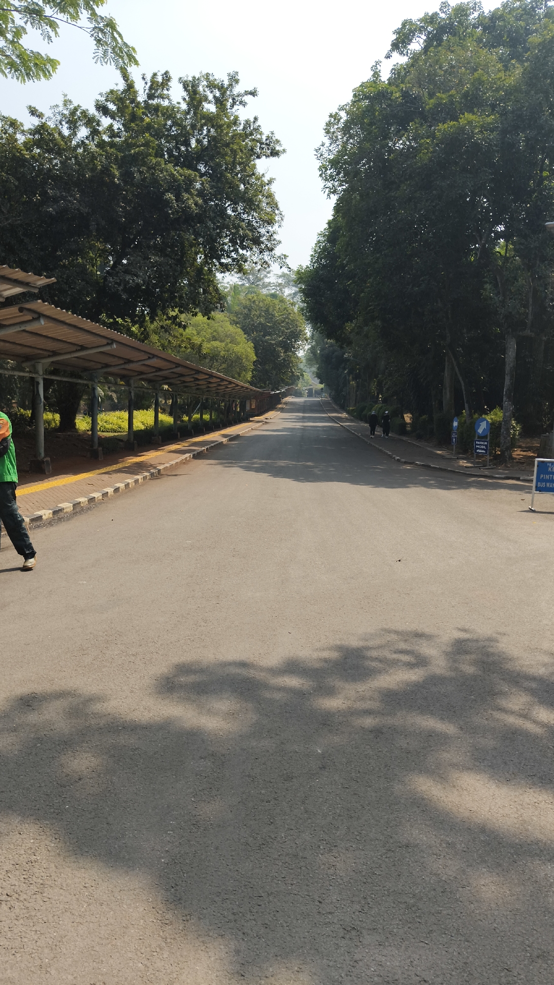 The image depicts a sun-drenched, empty asphalt road lined with lush green trees on both sides, stretching into the distance. On the left, a covered walkway with a corrugated metal roof supported by pillars runs parallel to the road, with a yellow tactile paving strip along its edge. A person wearing a green jacket and dark pants walks away from the camera on the left side of the road. On the right side, a blue sign with white text is visible, indicating parking and possibly directions. The road is casting shadows from the surrounding trees, creating a dappled pattern on the asphalt. The overall scene suggests a peaceful, possibly park-like environment within a city. This scene is located in the Kebun Binatang Ragunan, a zoo located in Pasar Minggu, South Jakarta, Indonesia, known for its vast green spaces and recreational areas.