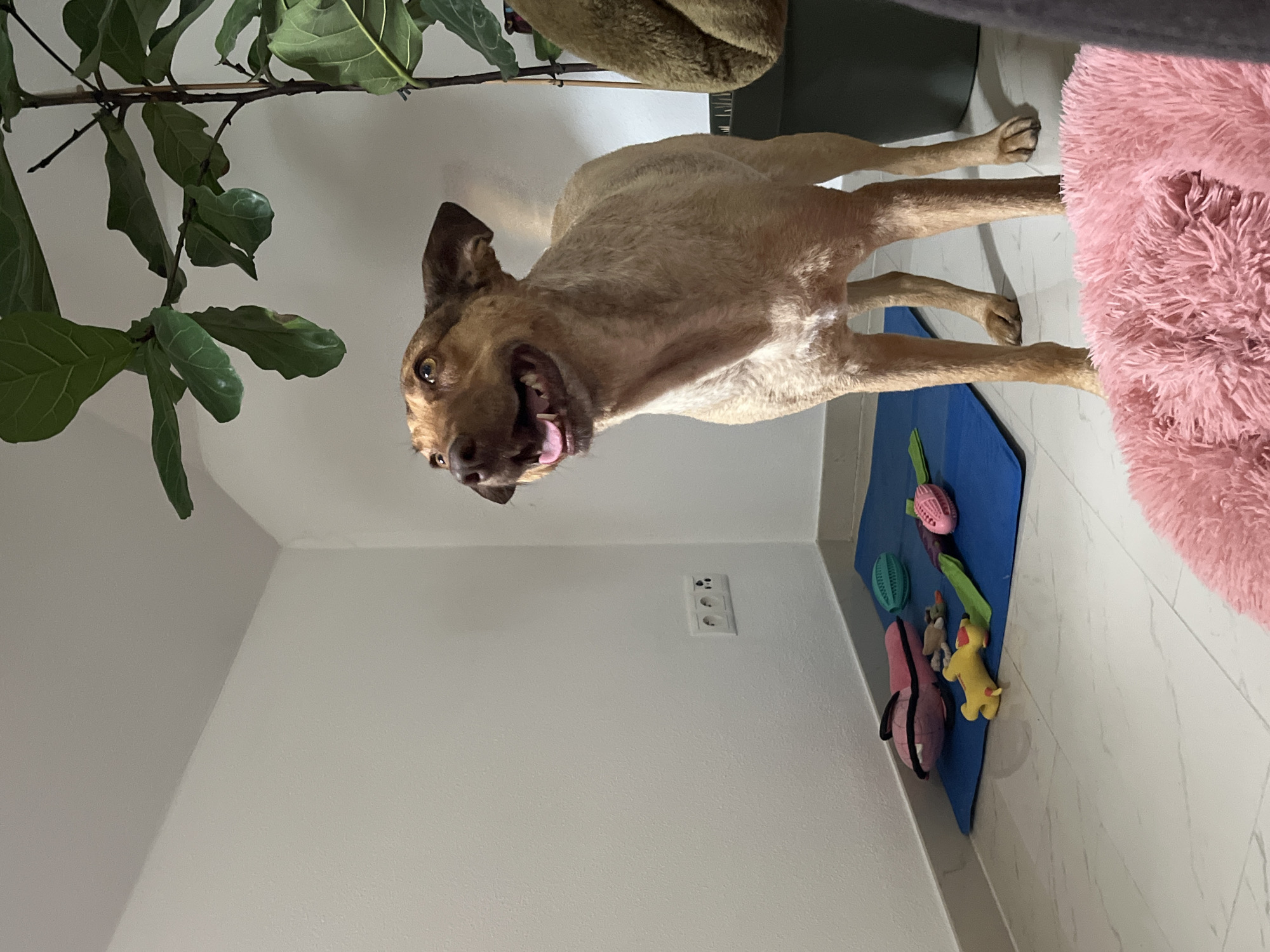 A medium-sized, tan-colored dog stands in a room, looking up and to the left with its mouth open and tongue visible. The dog is positioned in the center of the frame, with its body angled slightly to the right. Its ears are perked up. In the background, there is a white wall with electrical outlets. To the left of the dog, on a blue yoga mat, are several dog toys, including a pink fish-shaped toy, a yellow squeaky toy, and a green ball. A large potted plant with green leaves is visible to the right of the dog. A fluffy pink blanket or rug is in the foreground. The floor is tiled with a white and gray marble pattern. The scene appears to be indoors, possibly in a residential setting.