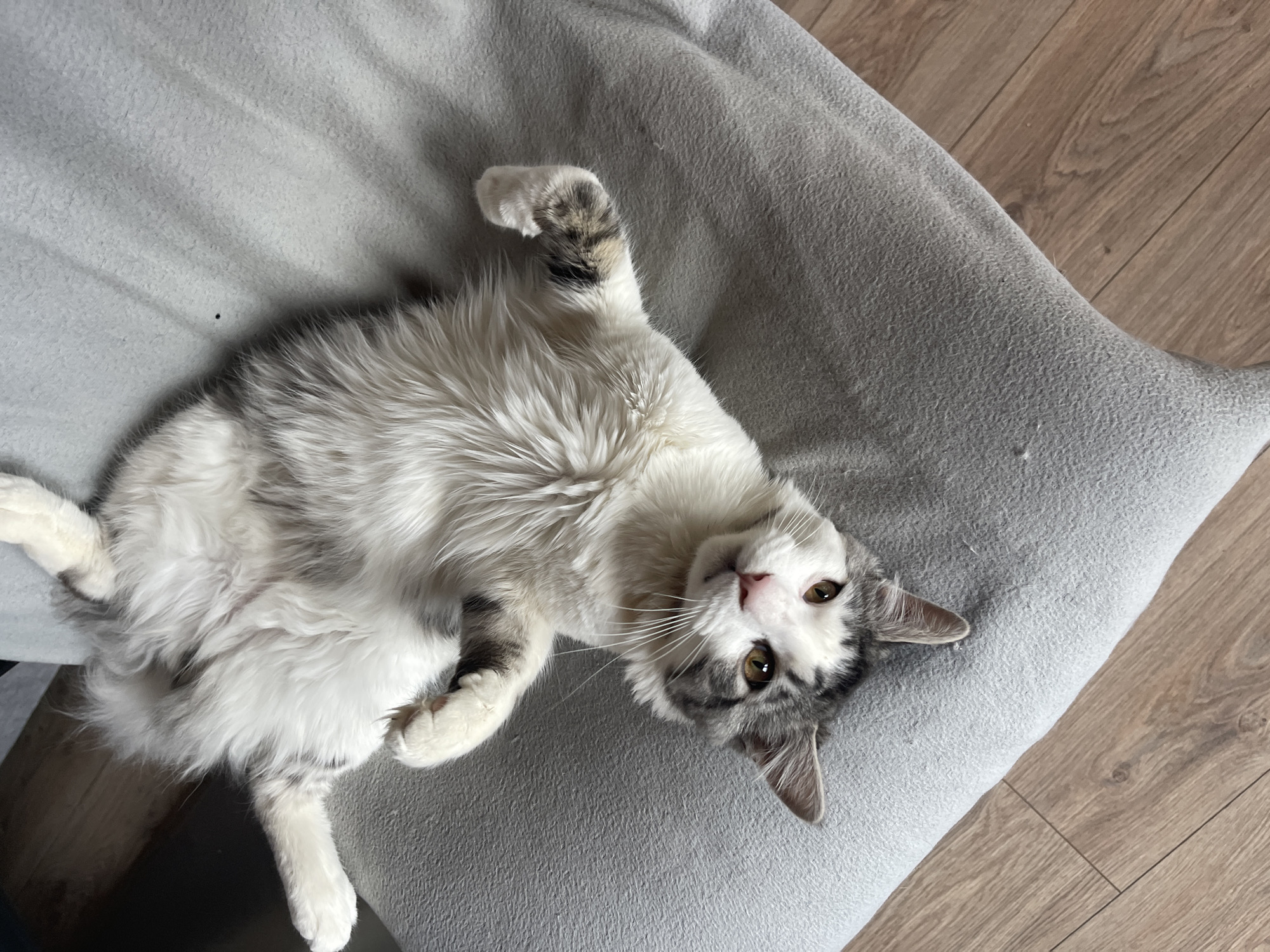 A domestic cat lies upside down on a gray cushion. The cat is predominantly white with gray markings on its head, tail, and paws. The cat has brown eyes and is looking directly at the viewer. The background includes a portion of a wooden floor. The location and city of Sofia, Bulgaria cannot be determined.