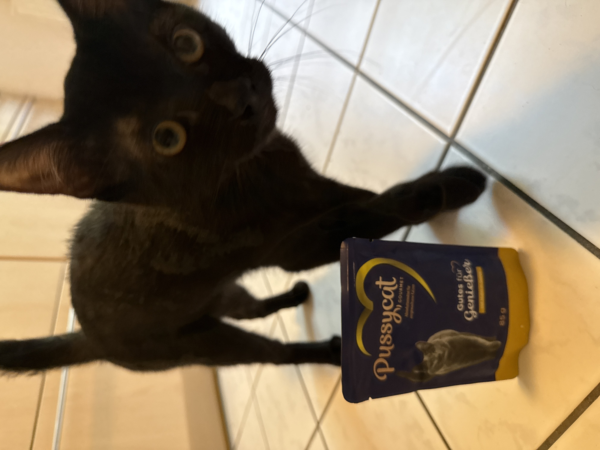 A black cat stands on a tiled floor in front of a pouch of "Pussycat GOURMET" cat food. The pouch is dark blue with a yellow heart and gold lettering. Text on the pouch includes "Gutes für Genießer" (Goodness for connoisseurs) and "85g". The cat is looking towards the camera with its eyes wide open. The background consists of light-colored kitchen cabinets. The location is Eberswalde, Germany.