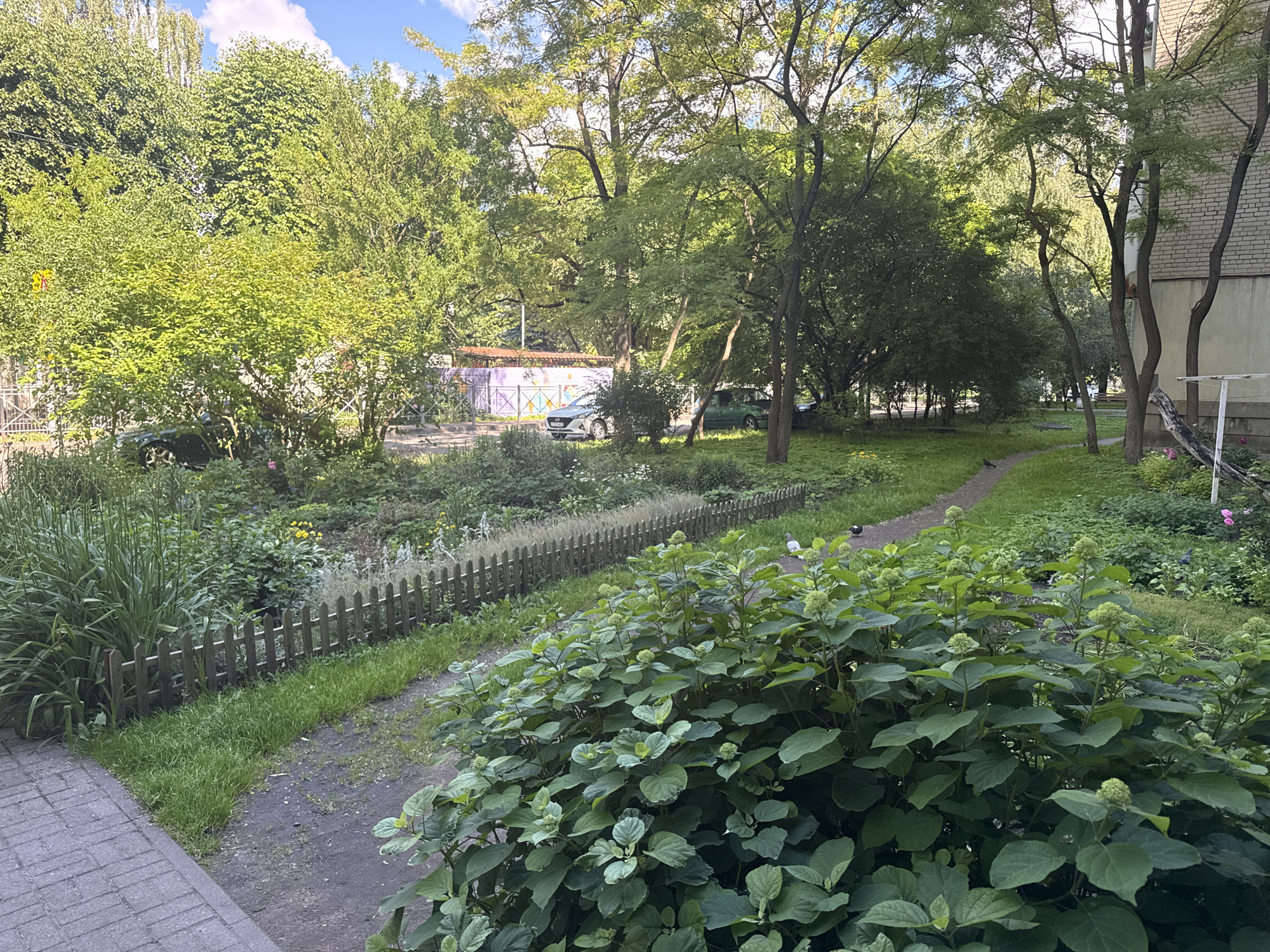 A tranquil view of a lush courtyard in an urban setting showcases a vibrant mix of nature and city life. In the foreground, a well-maintained garden is adorned with a variety of plants, including tall, slender green stalks and broad-leafed bushes laden with budding flowers. A rustic wooden picket fence runs along the edge of the garden, separating it from a winding dirt path. Beyond the garden, a row of cars is parked on a paved area, indicating the presence of residential buildings. The background is dominated by a dense canopy of mature trees, their leaves dappled with sunlight, creating a serene, green oasis. The scene is further enhanced by a patch of blue sky with scattered white clouds, hinting at a pleasant day.