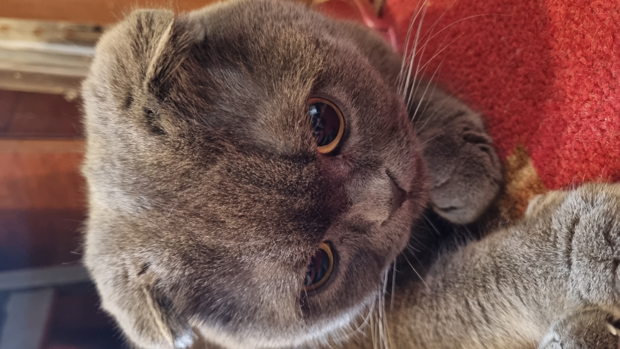 A close-up, eye-level, vertical shot captures a grey Scottish Fold cat with folded ears and round, golden eyes. The cat's head is tilted downwards, and its paws are resting on a textured red surface. The background consists of indistinct brown and beige elements, suggesting an indoor setting. The image's metadata does not contain location information, therefore it is not possible to specify its location in Vysokoe, Russia.